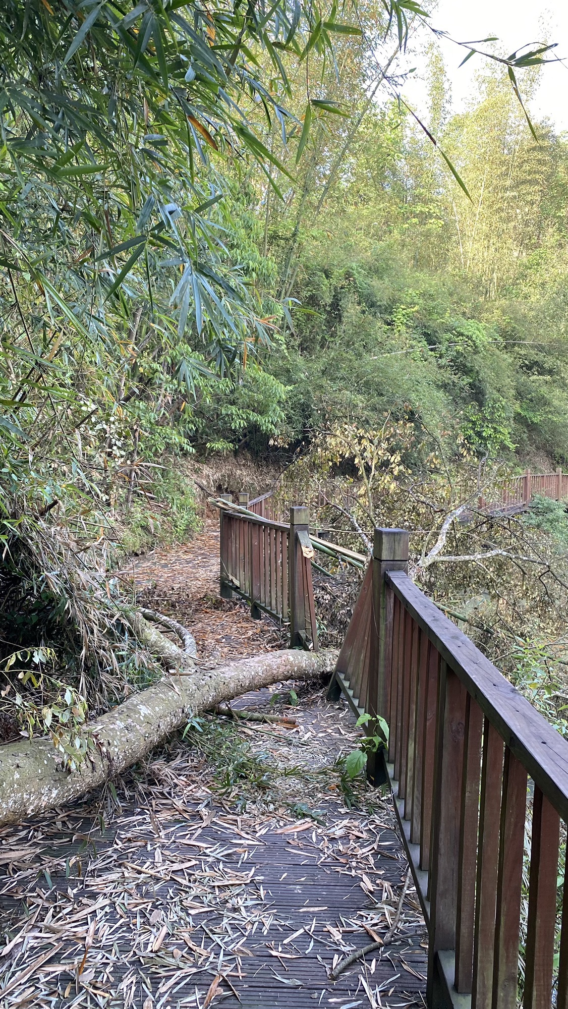 永安山地自行车公园旅行图片 2