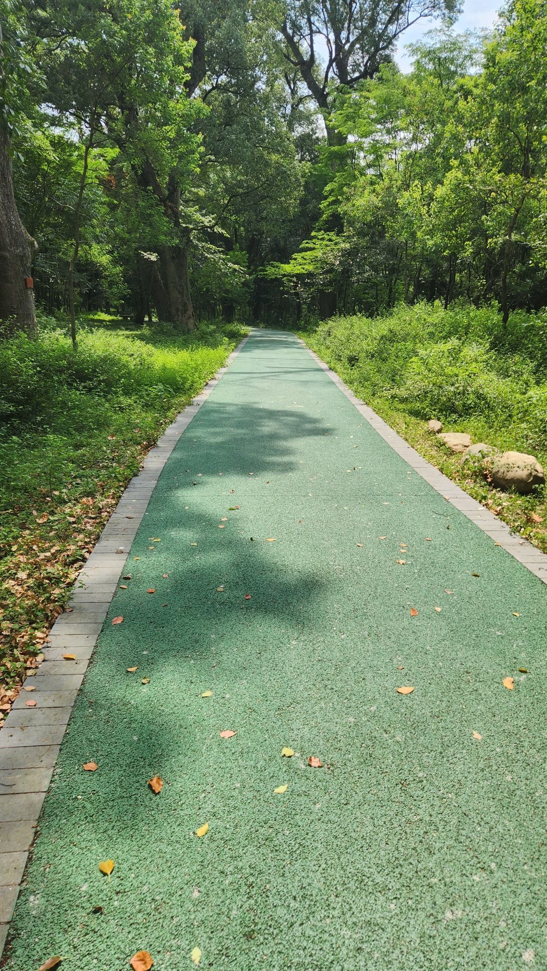 金滩古林旅行图片 1