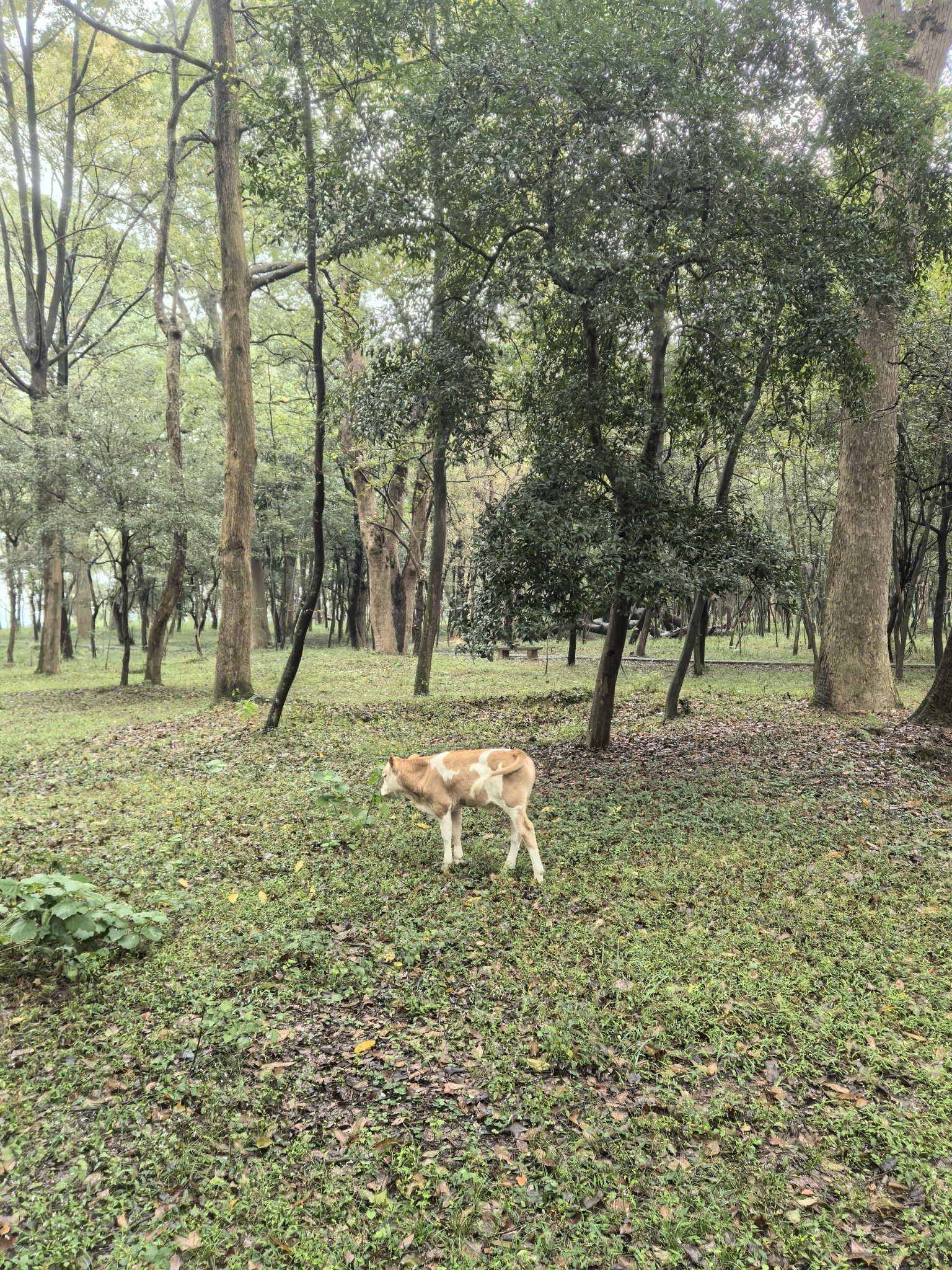 金滩古林旅行图片 2