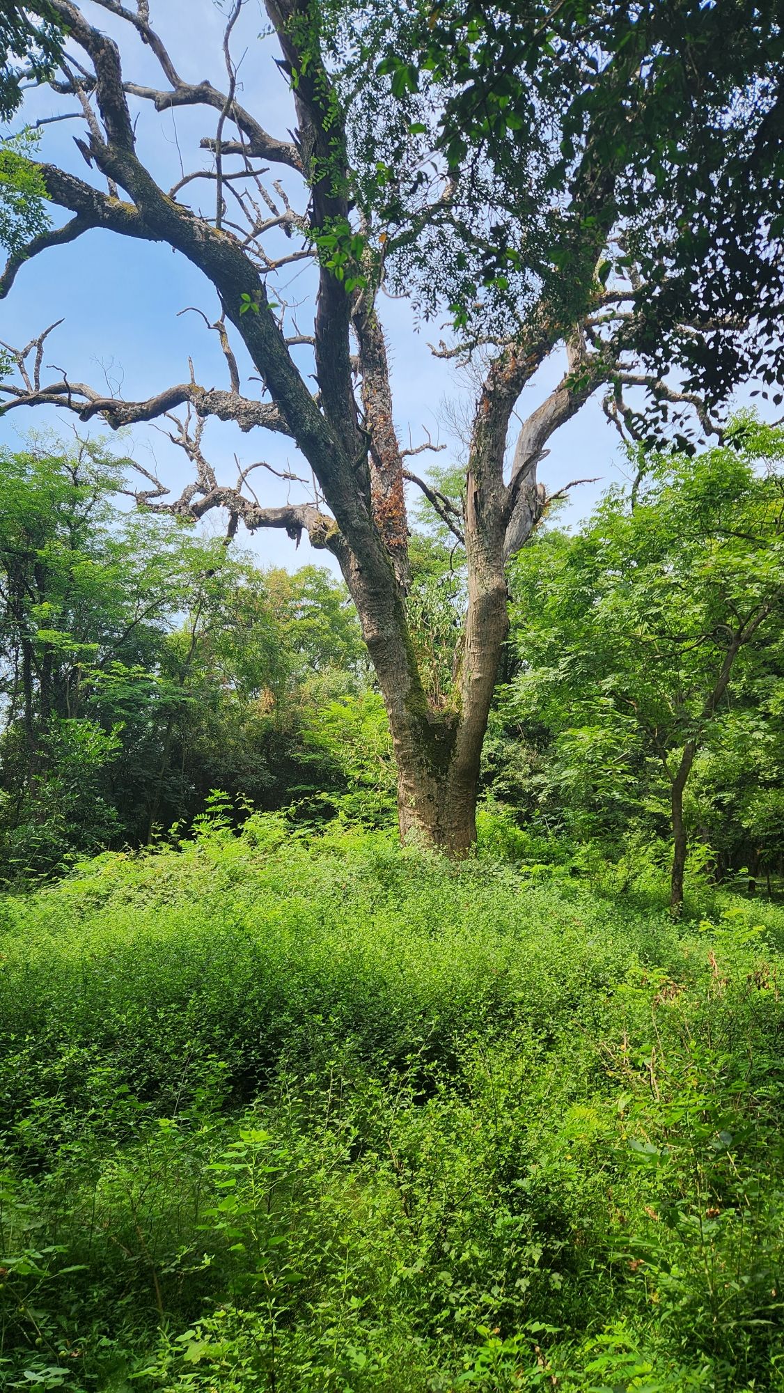 金滩古林旅行图片 3