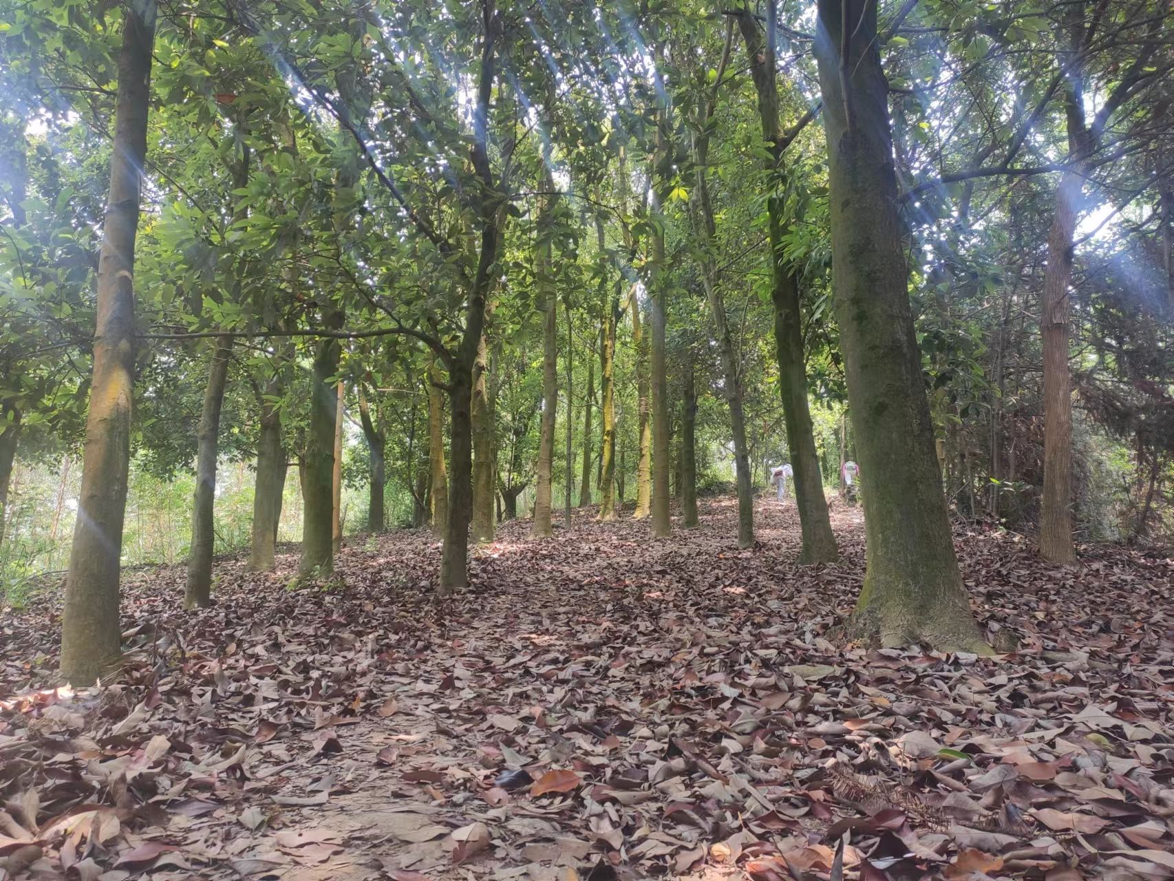 天雹水库水利风景区(不对外开放)旅行图片 2
