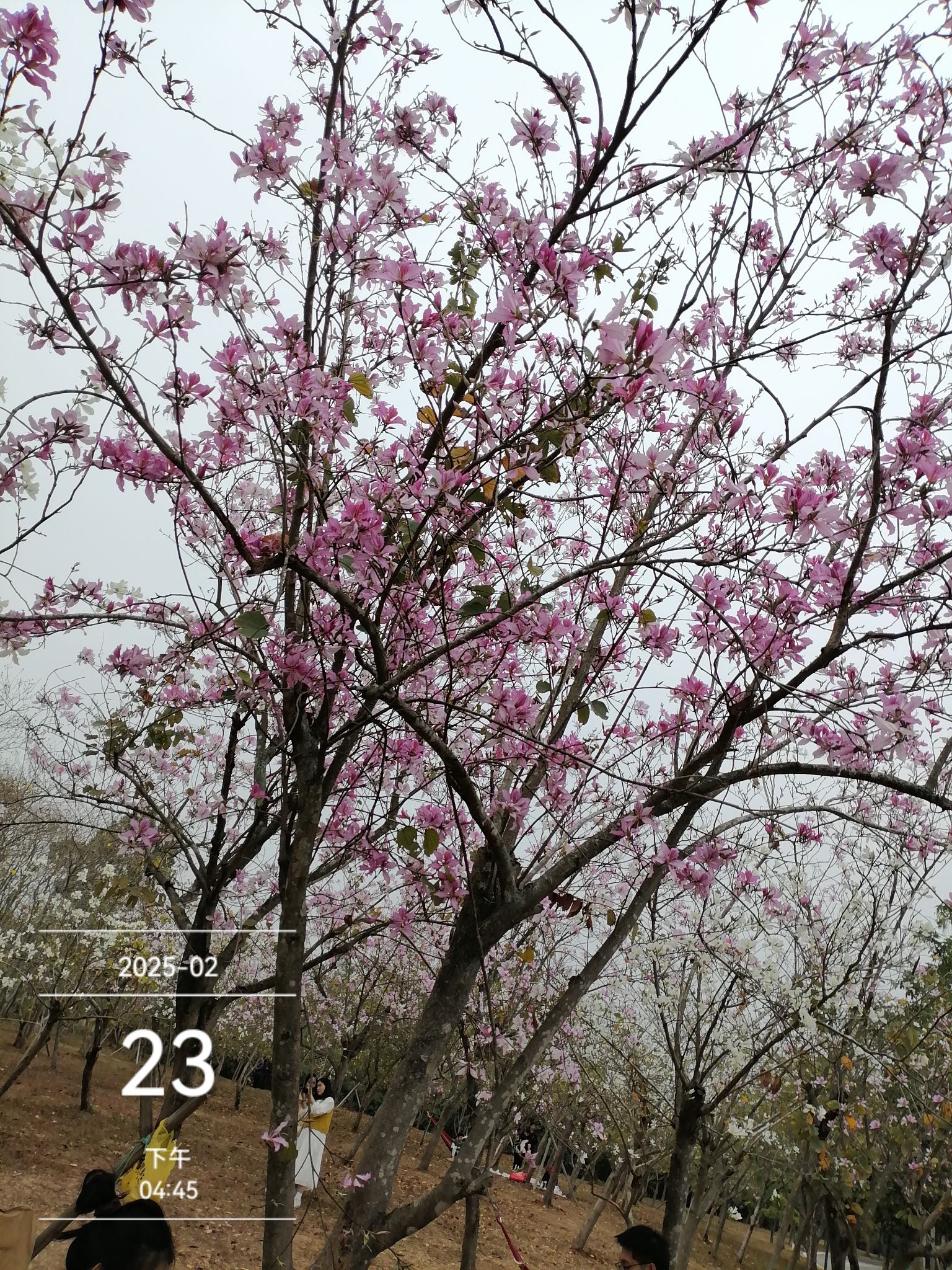 市民公园旅行图片 3