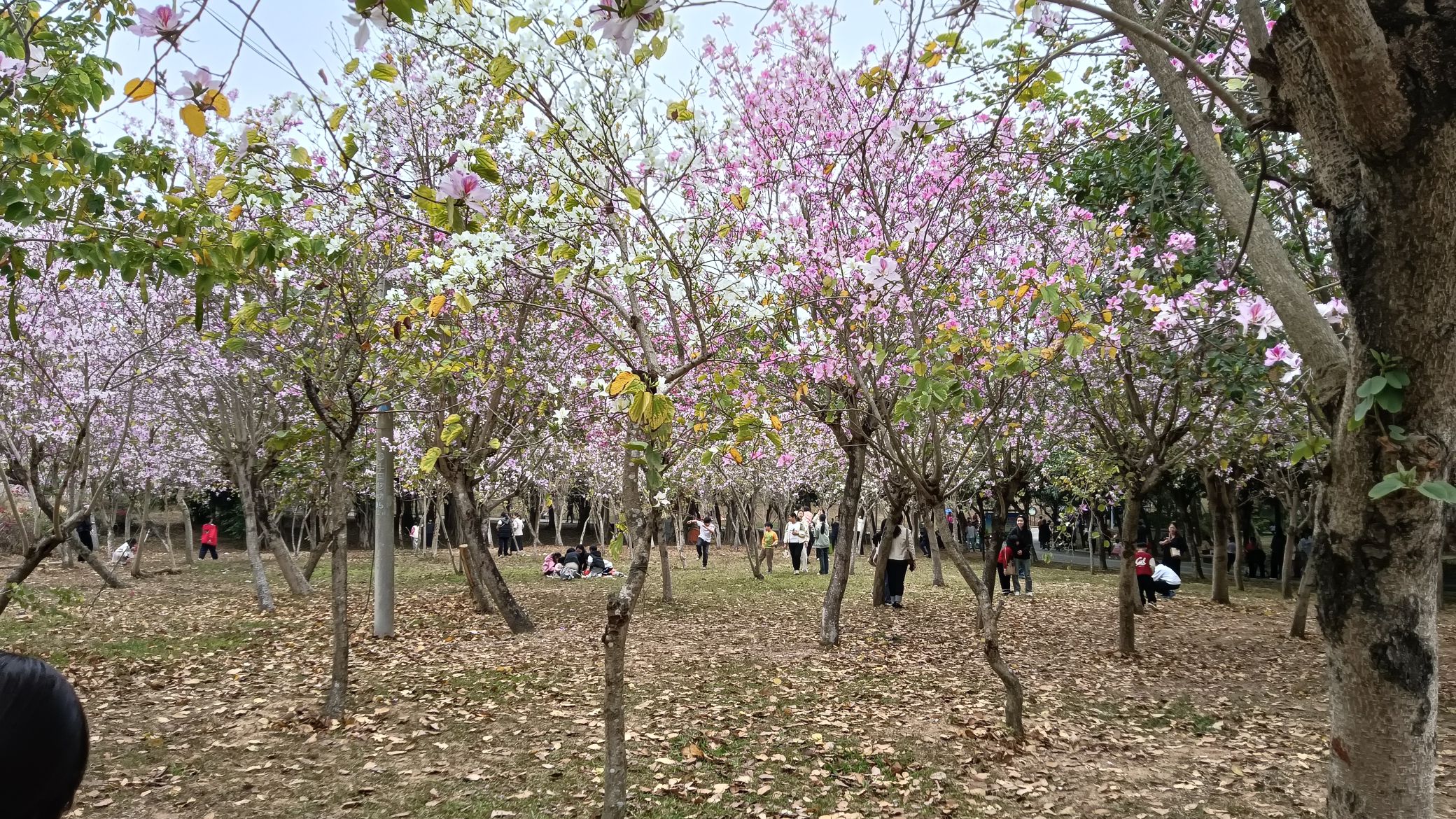 市民公园旅行图片 1