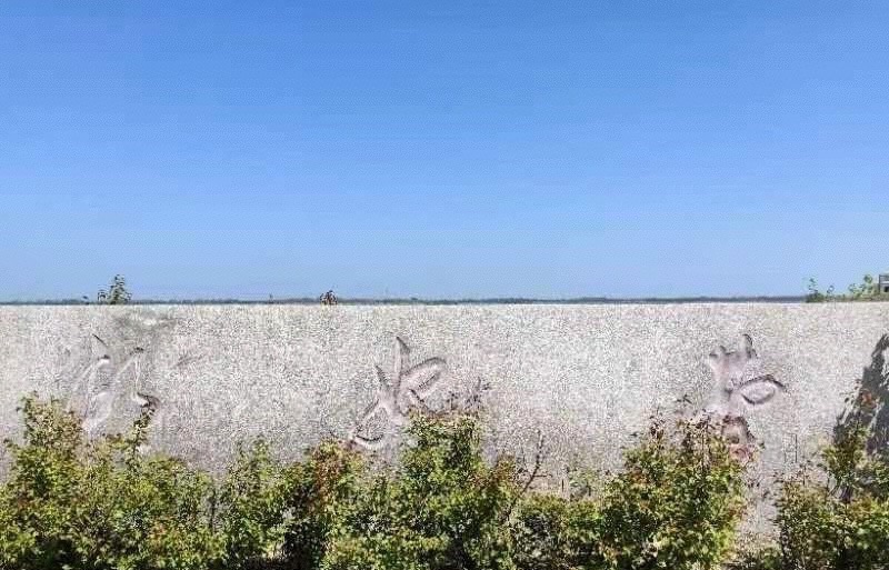 曹妃甸湿地景区旅行图片 2