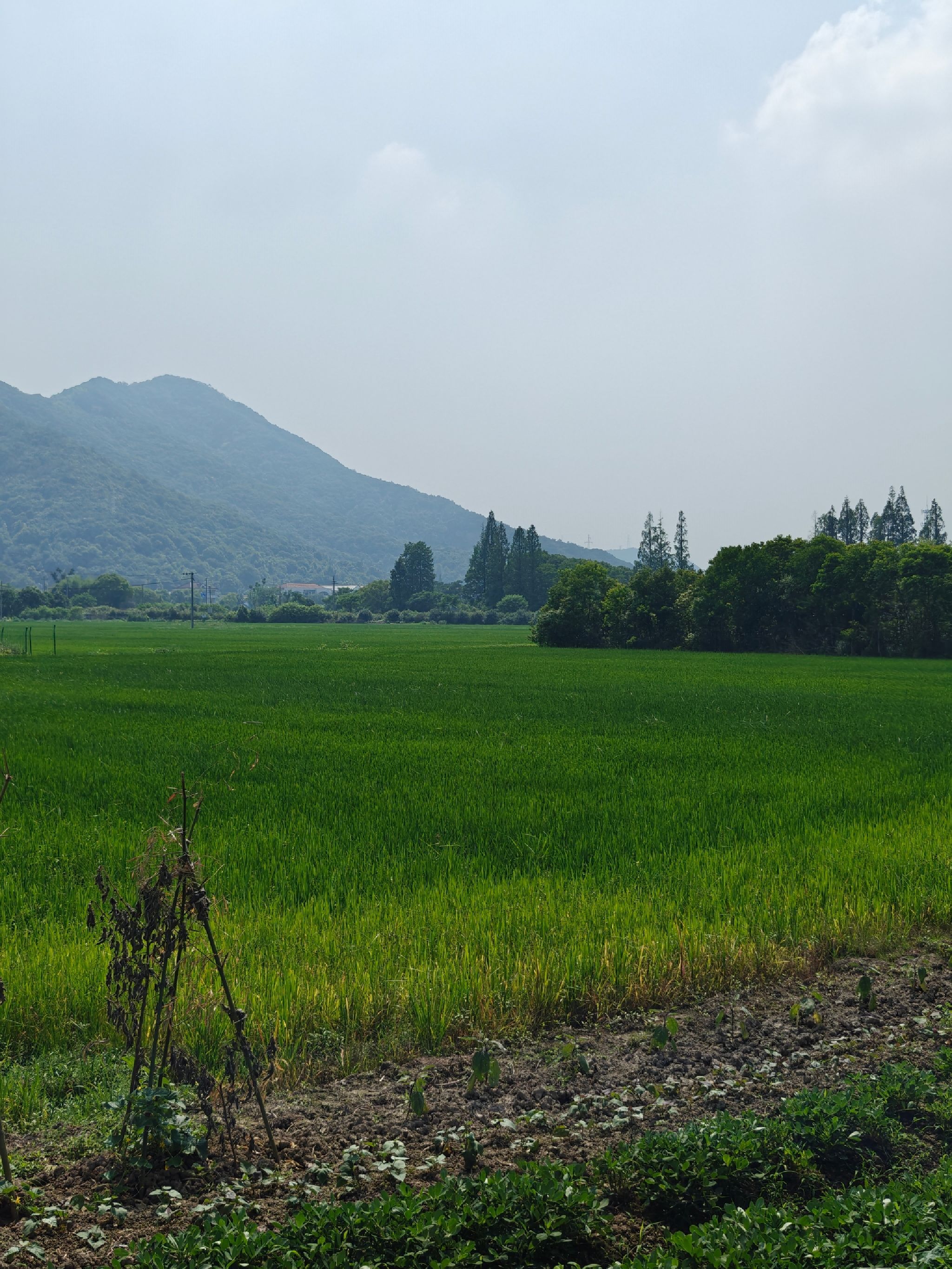 皂李湖公园旅行图片 3