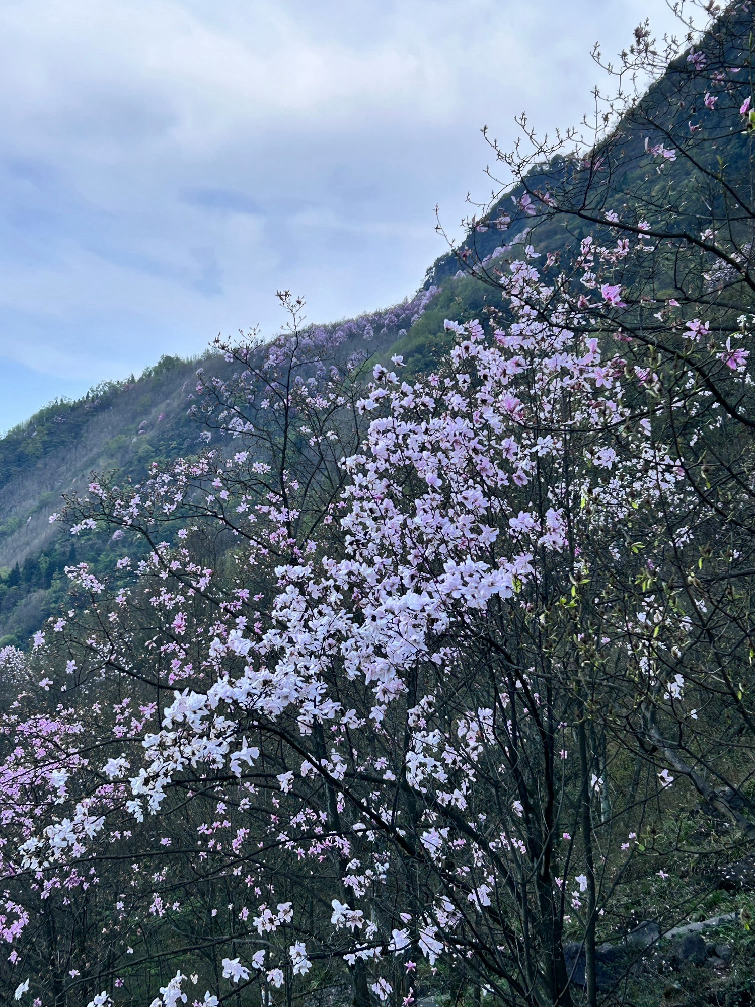 北川羌城旅游区旅行图片 3