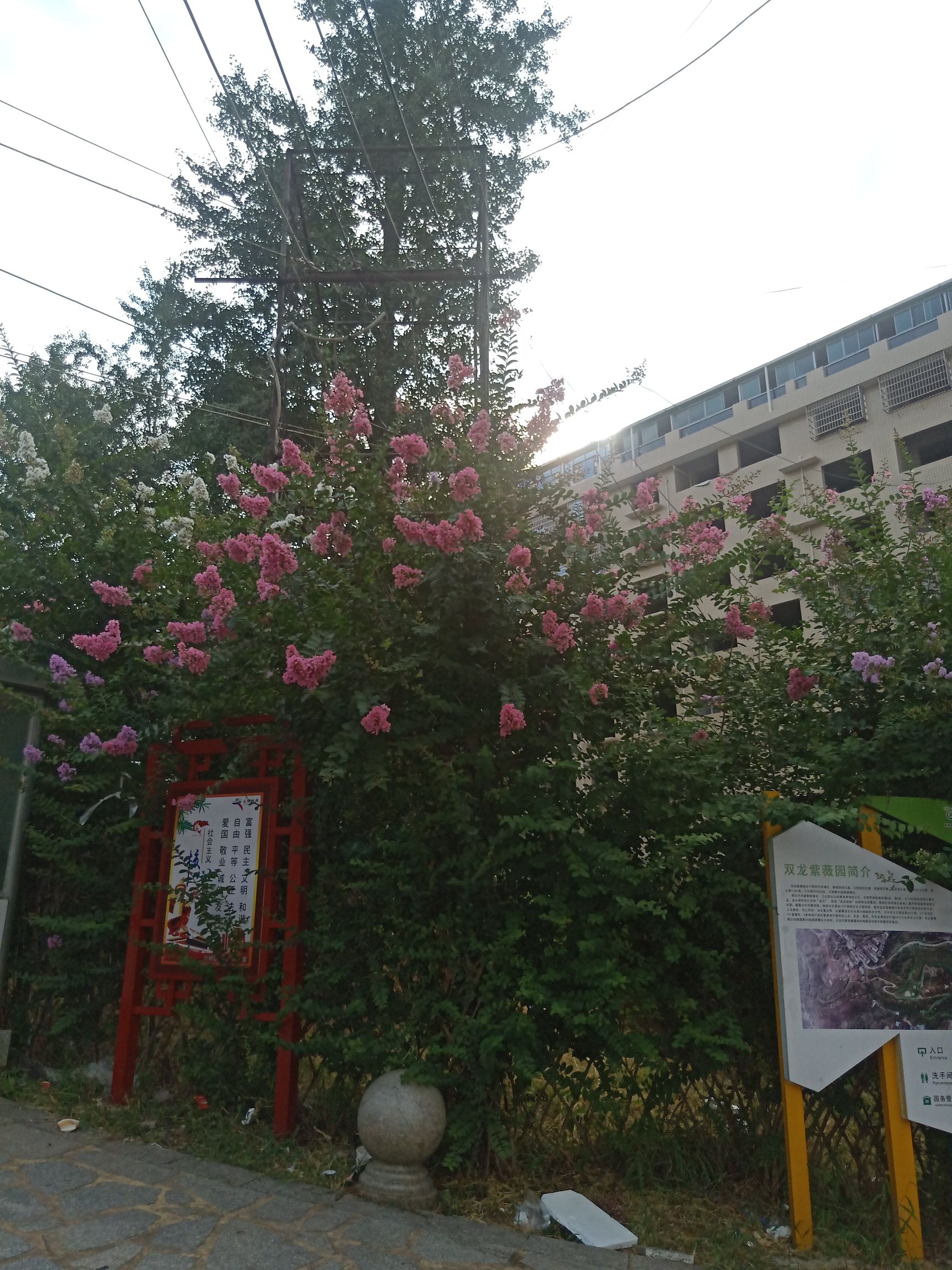 紫薇公园旅行图片 1
