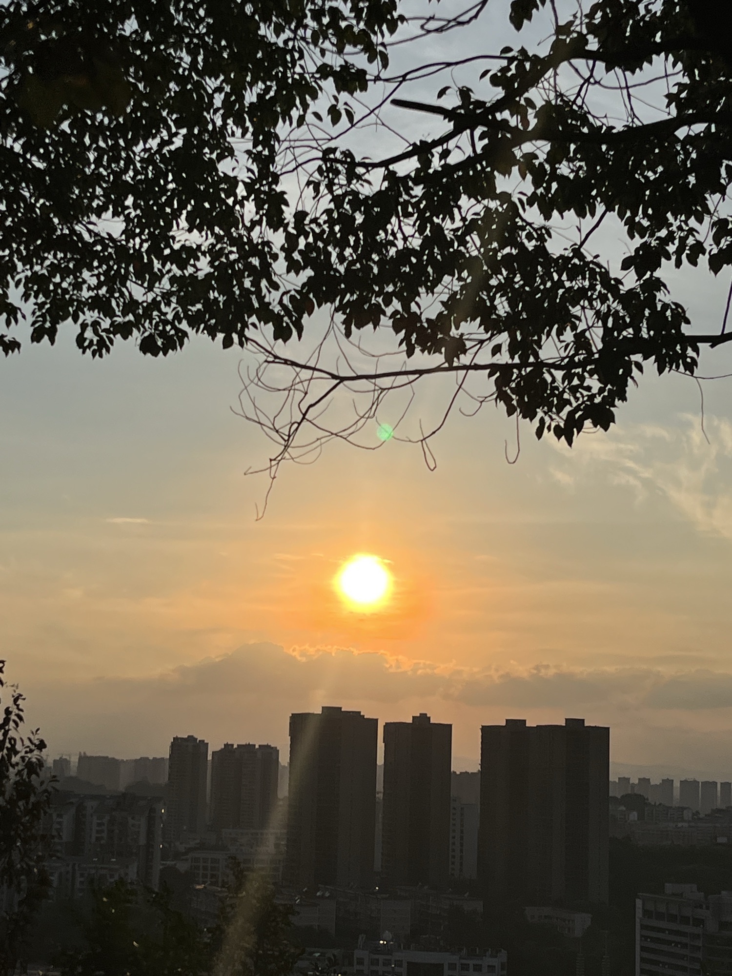 紫薇公园旅行图片 1