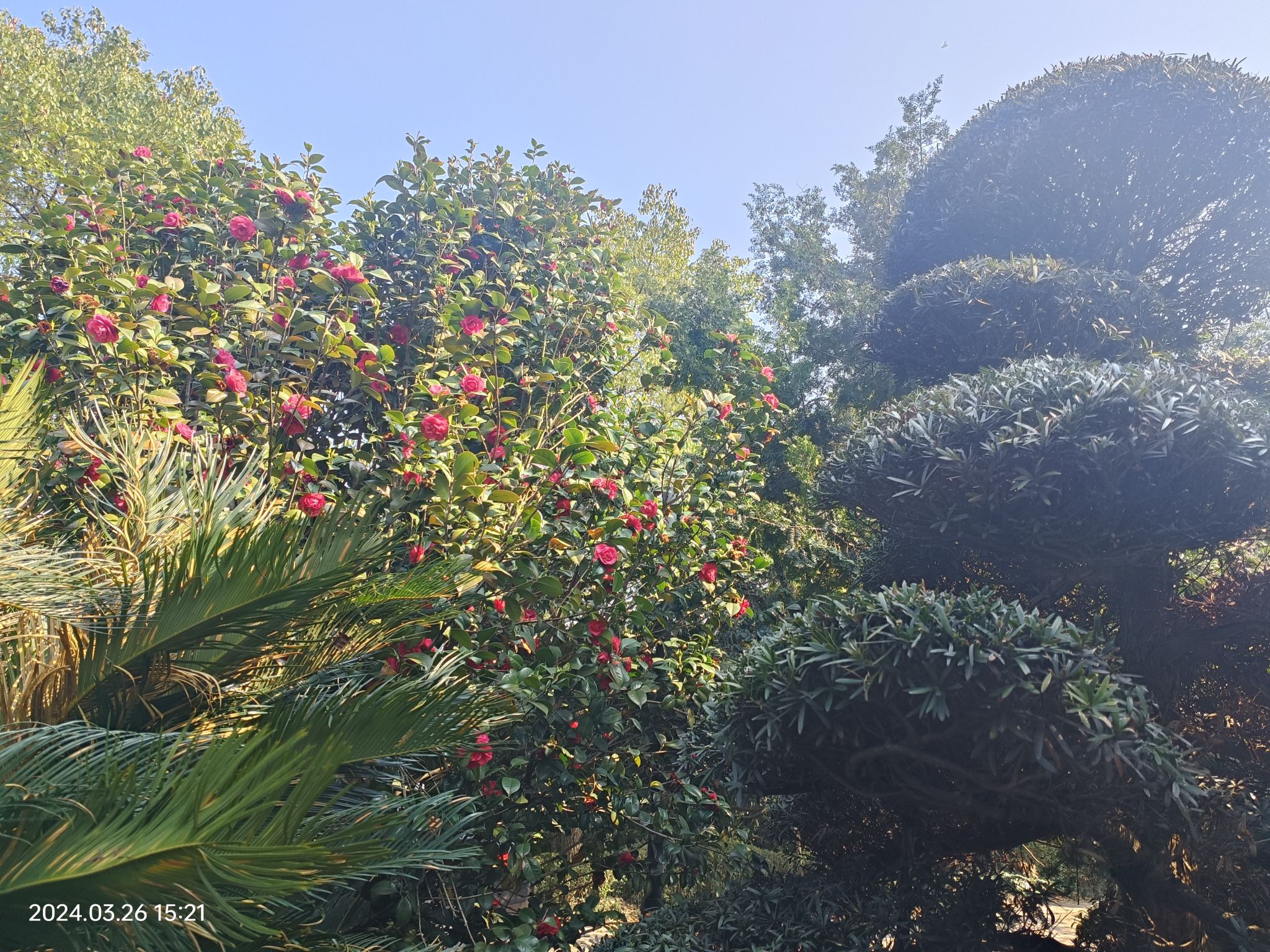 紫薇公园旅行图片 1