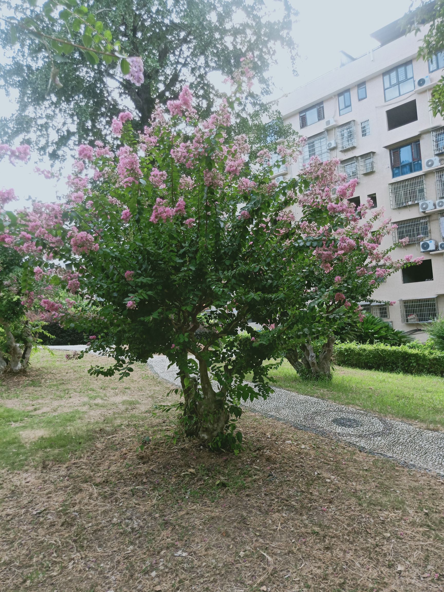 紫薇公园旅行图片 3