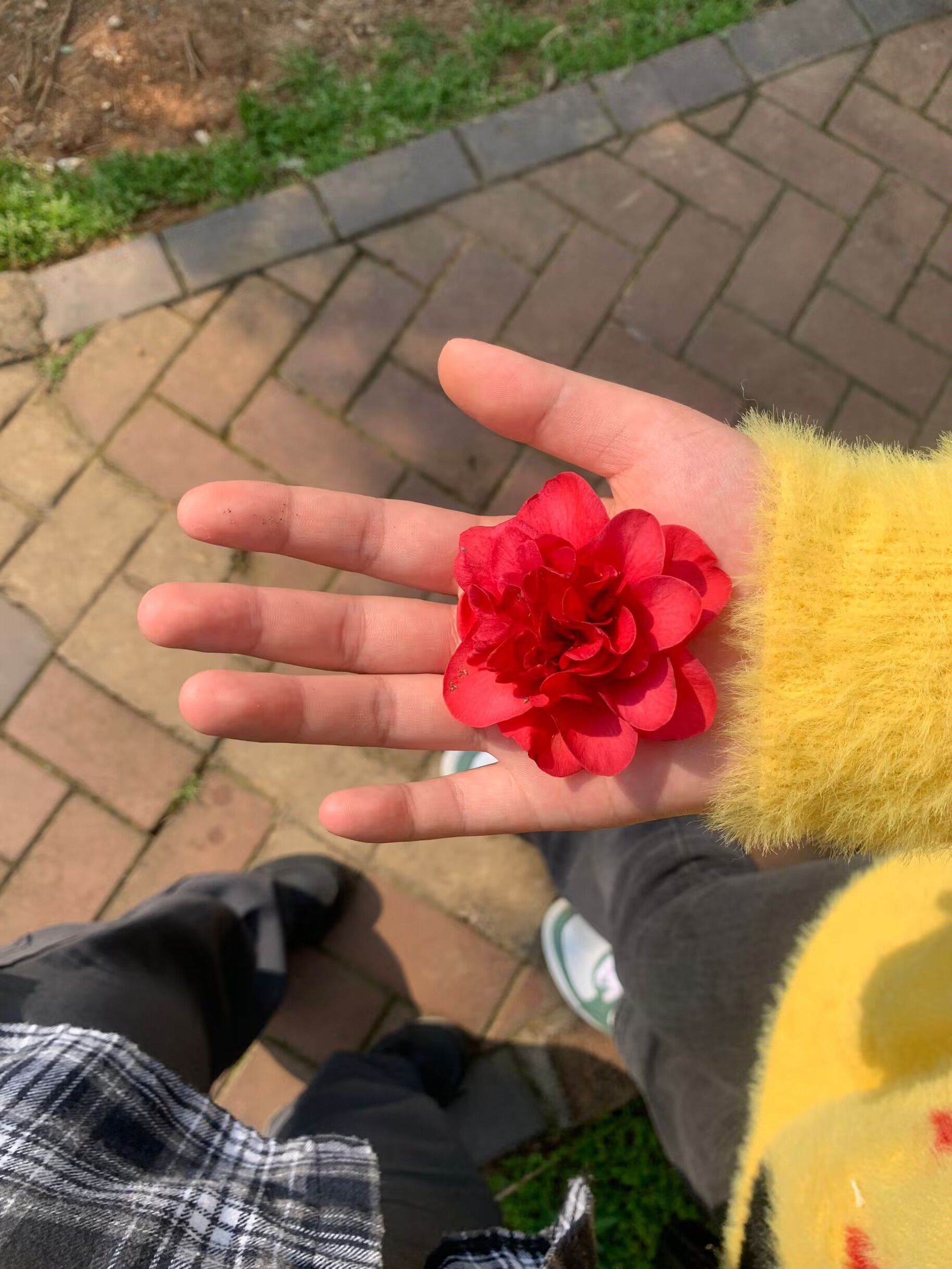 紫薇公园旅行图片 2