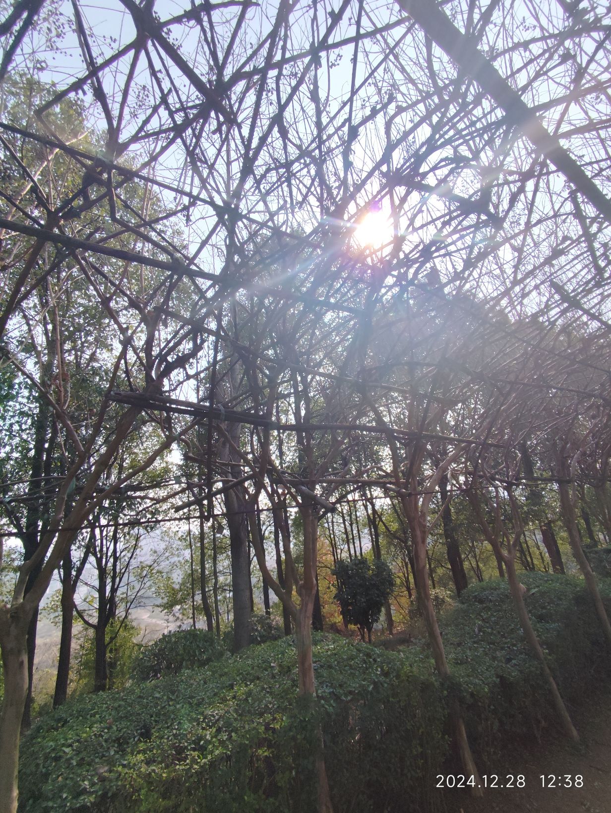 紫薇公园旅行图片 1