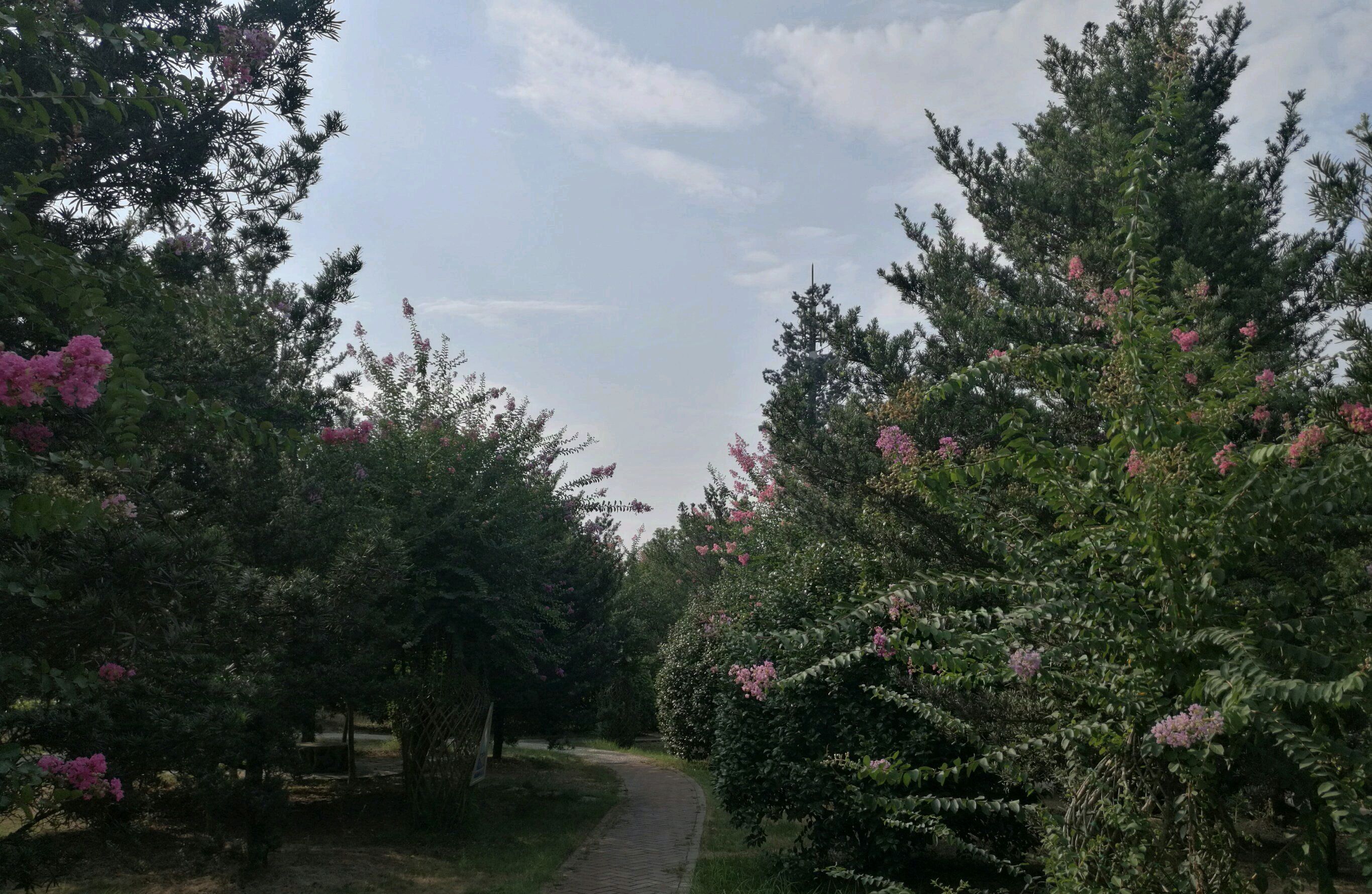 紫薇公园旅行图片 1
