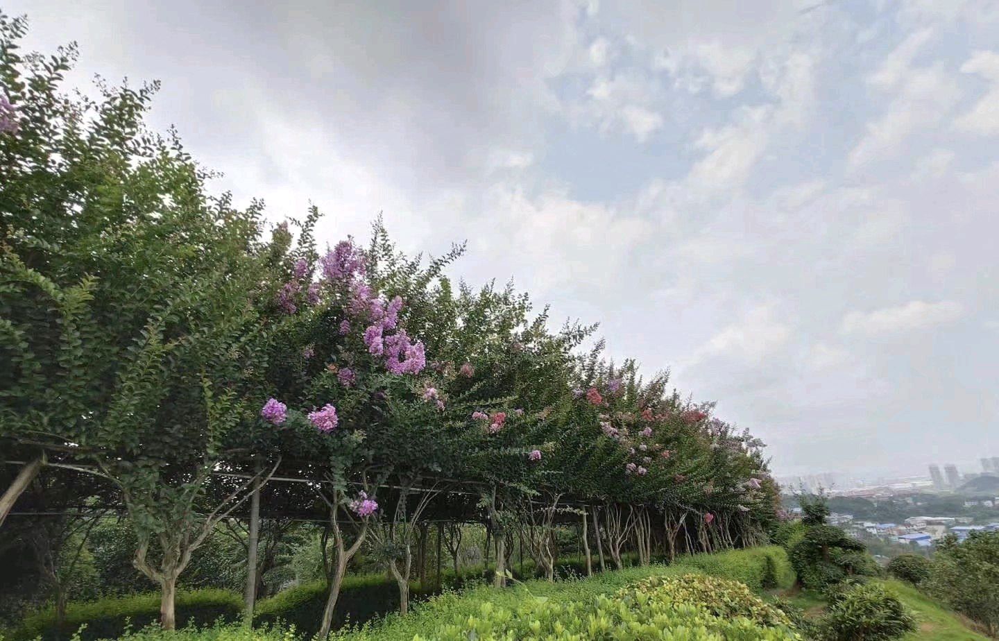 紫薇公园旅行图片 2