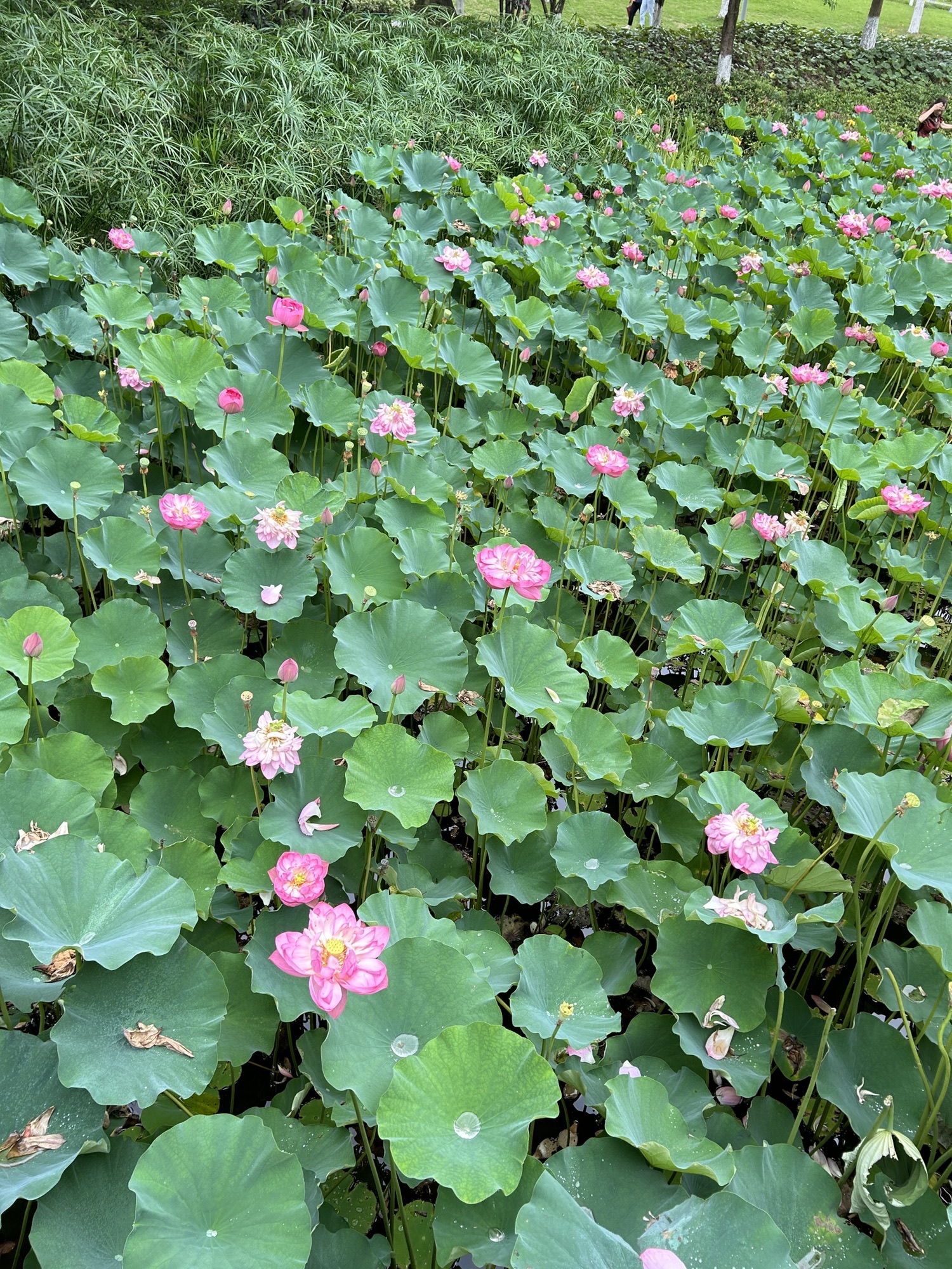 沐仙湖湿地公园旅行图片 3