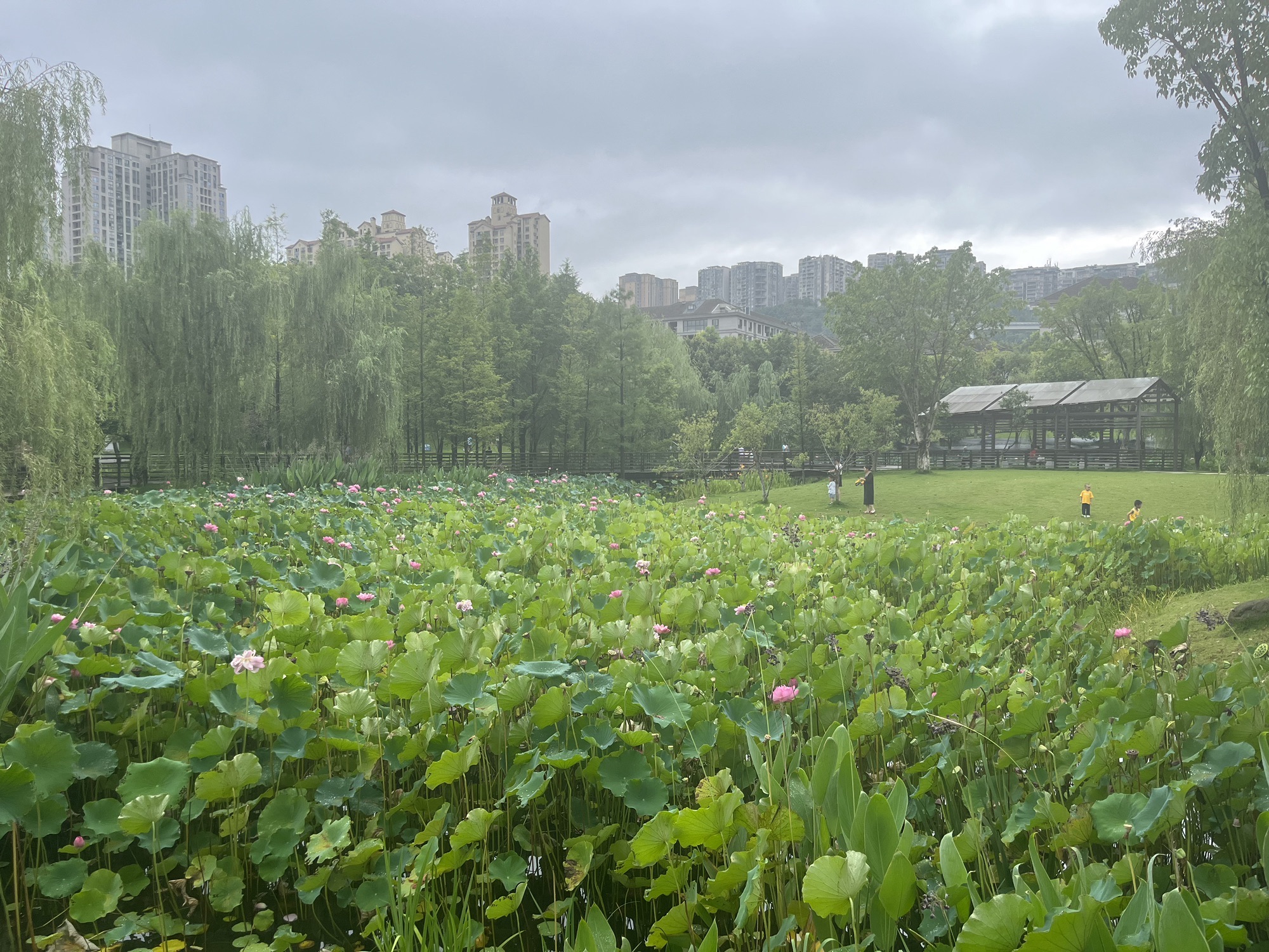 沐仙湖湿地公园旅行图片 3