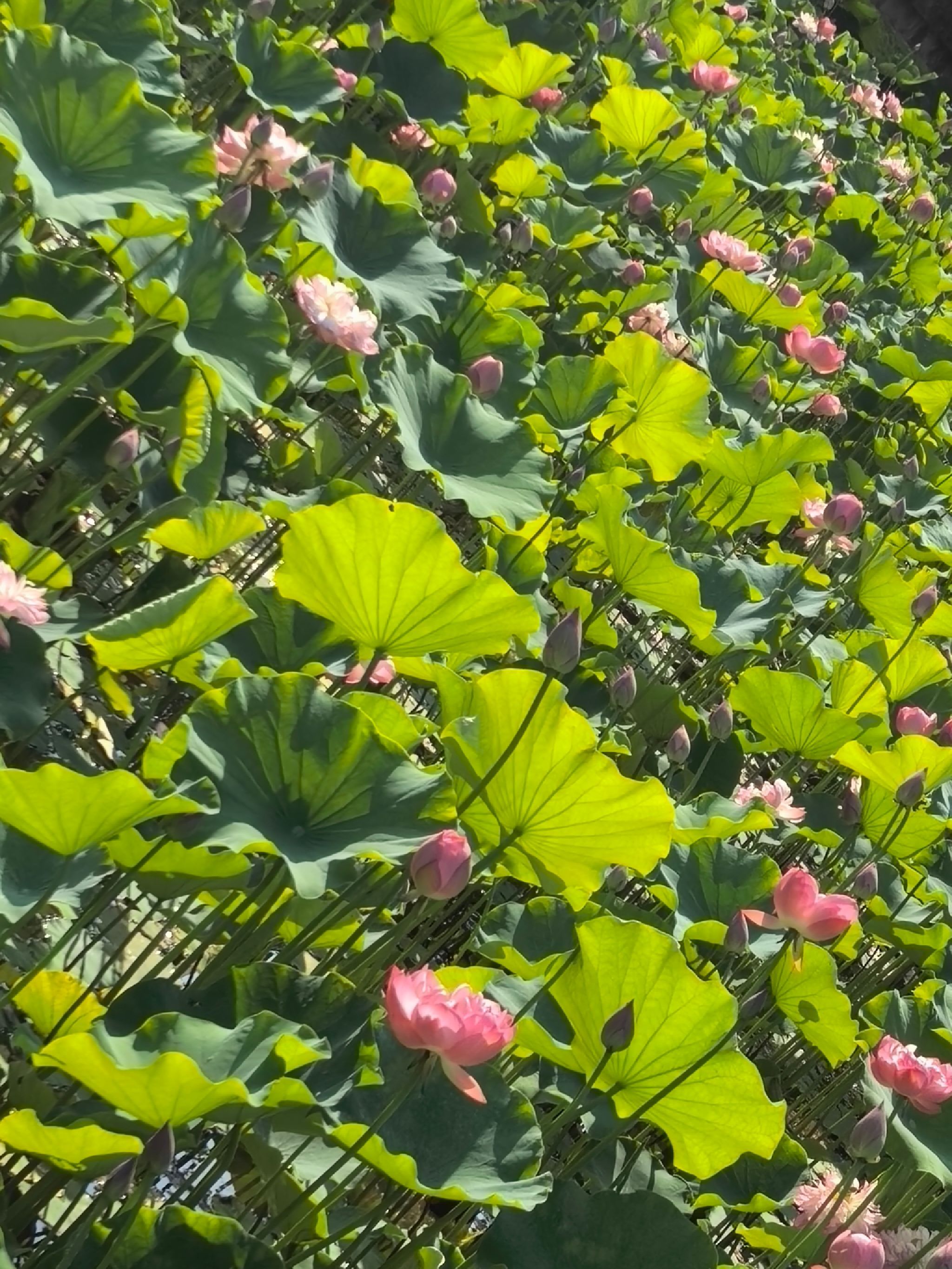 沐仙湖湿地公园旅行图片 1