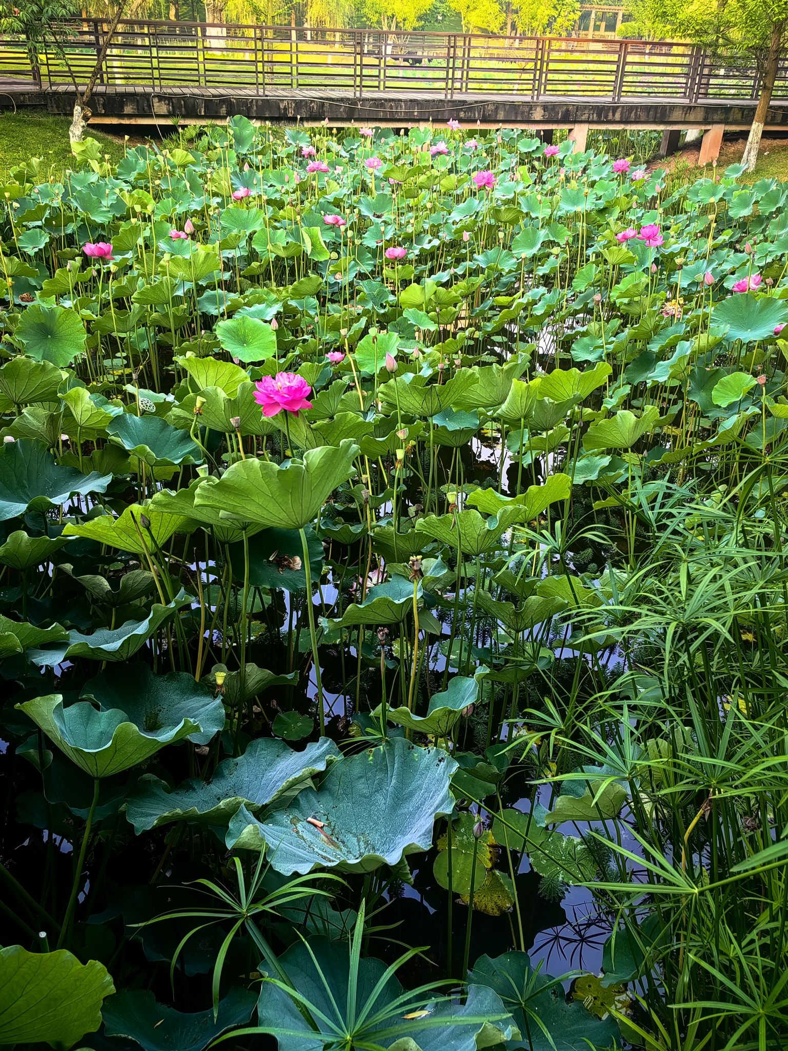 沐仙湖湿地公园旅行图片 2