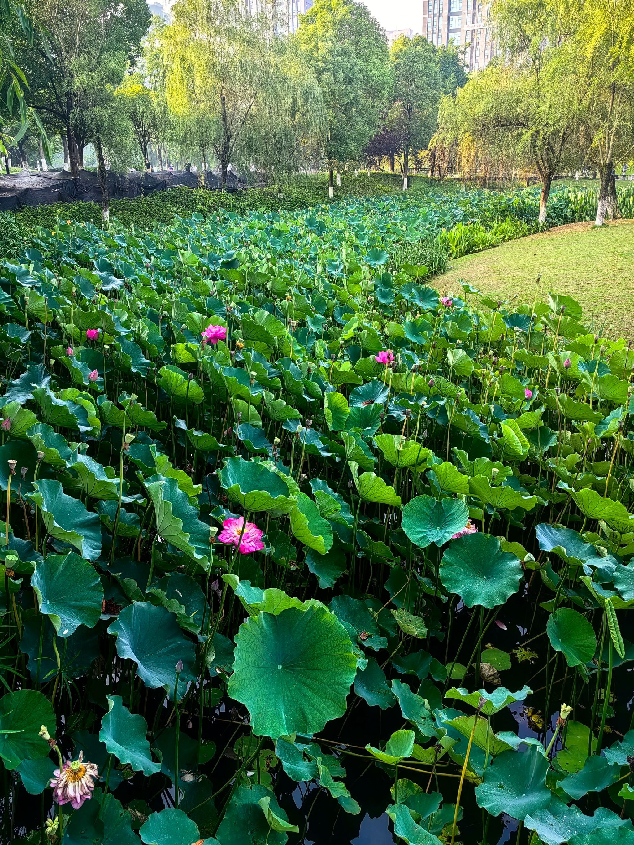 沐仙湖湿地公园旅行图片 1