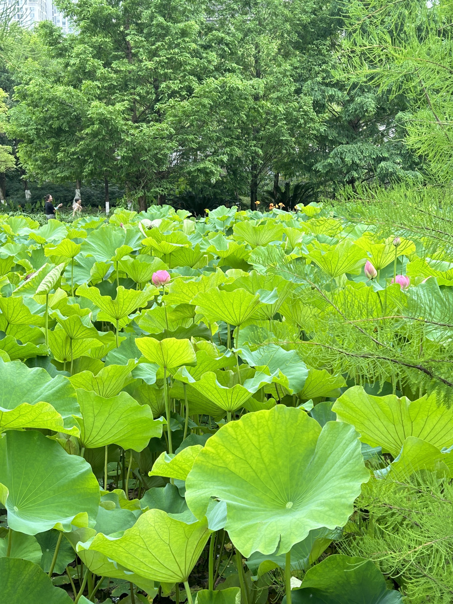 沐仙湖湿地公园旅行图片 2