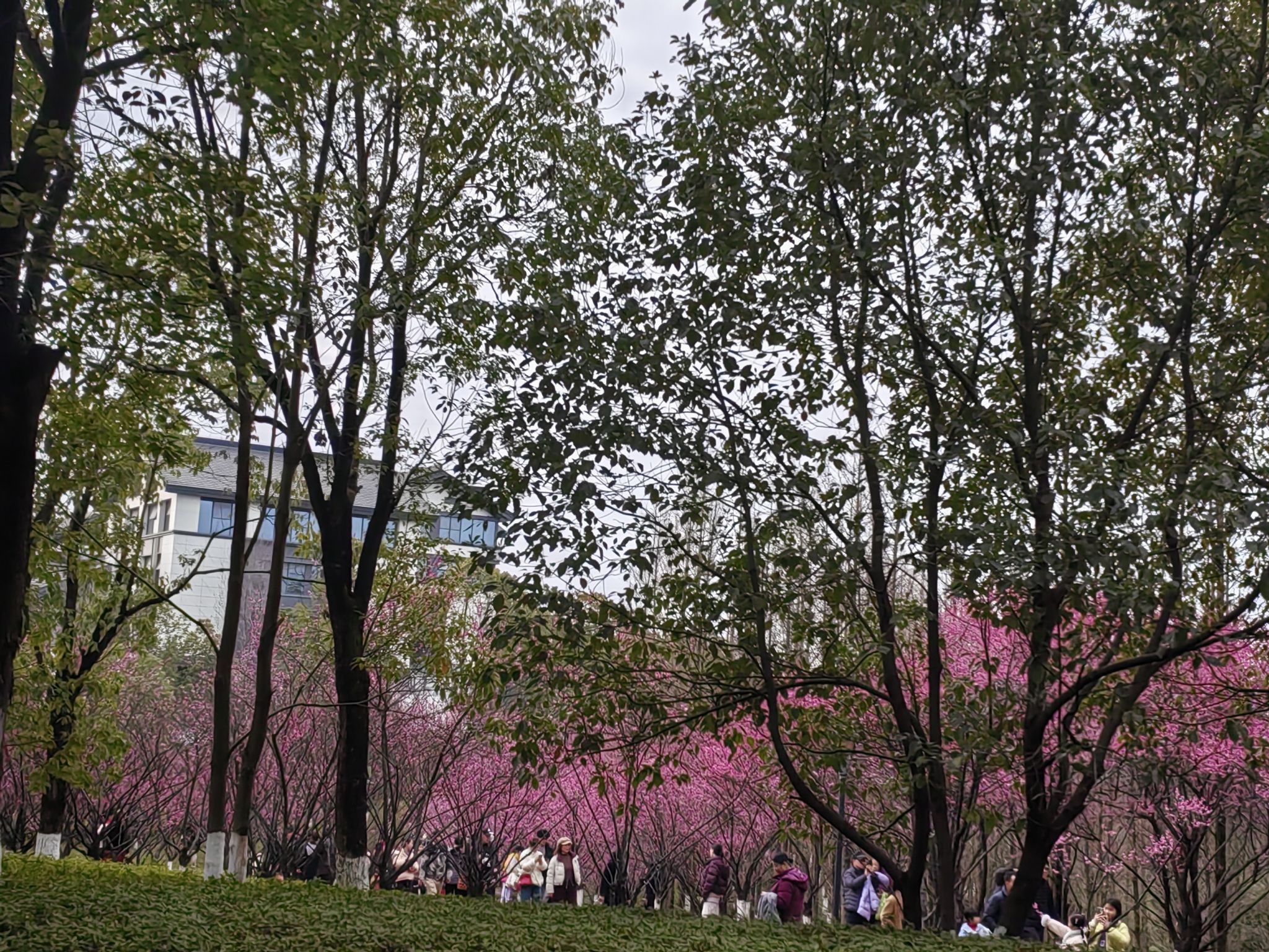 重庆悦来会展公园旅行图片 1