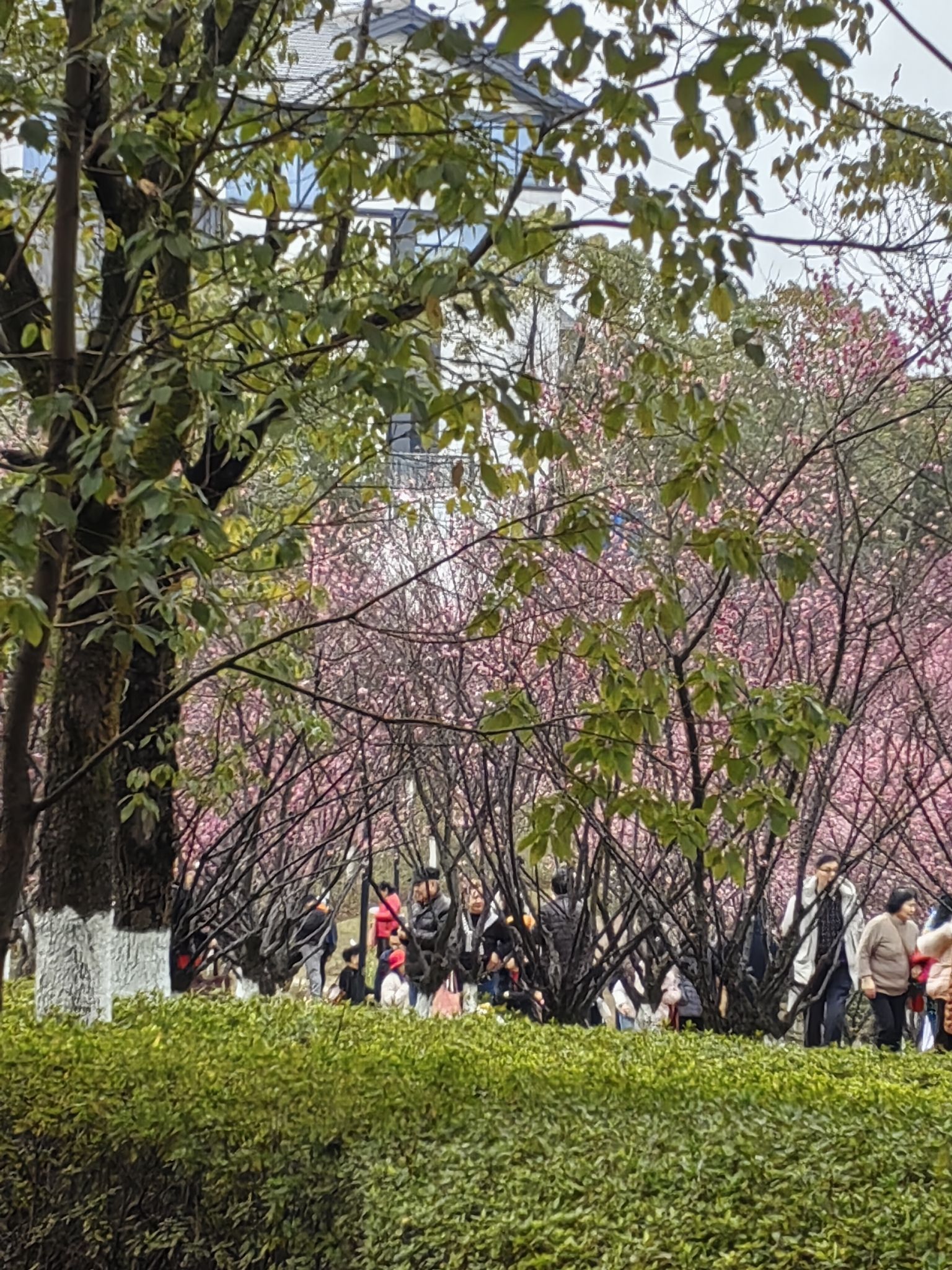 重庆悦来会展公园旅行图片 3