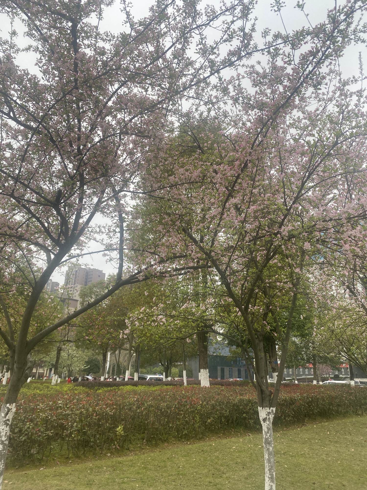 中和广场旅行图片 2