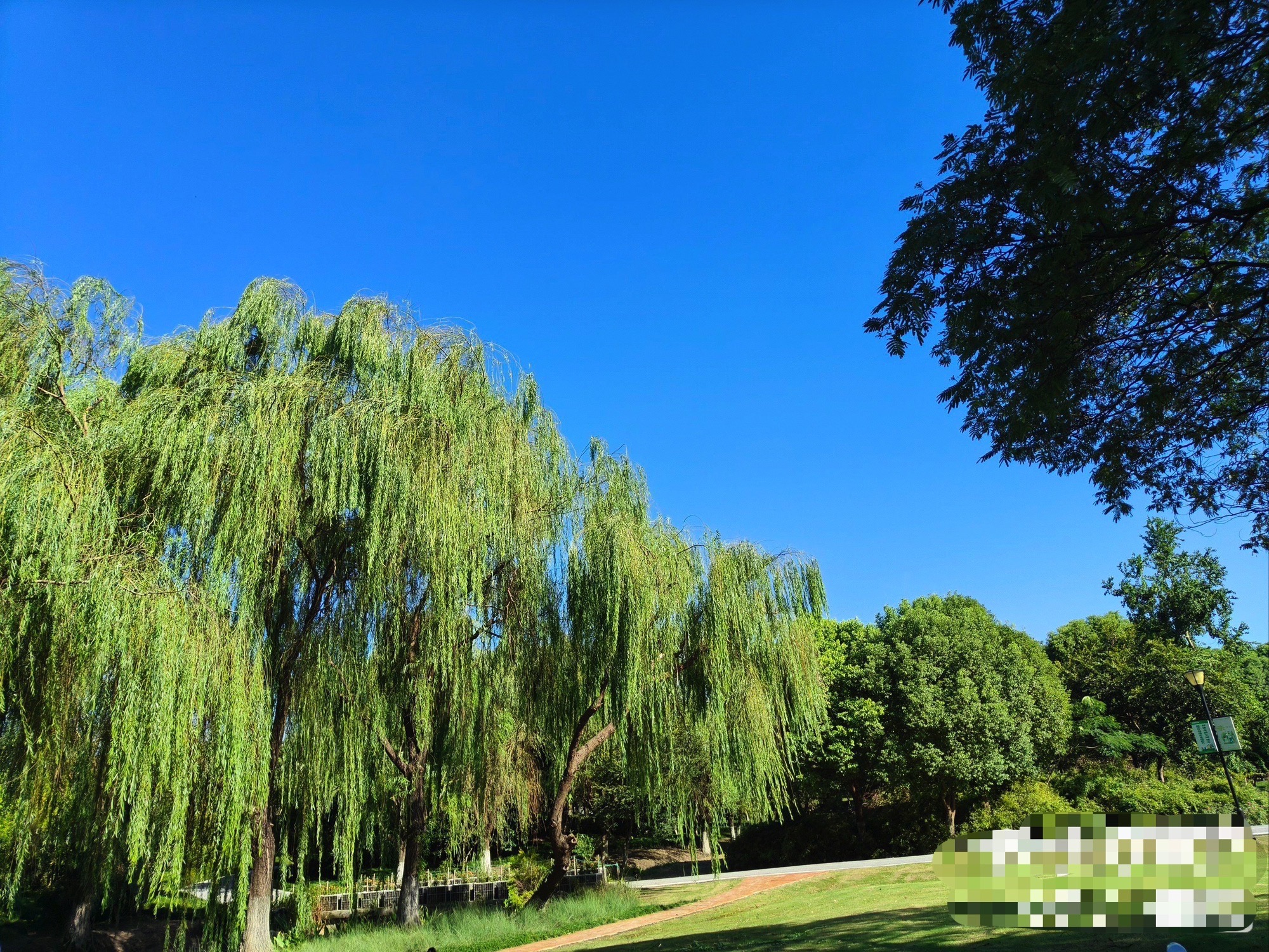 穆湖森林公园旅行图片 1