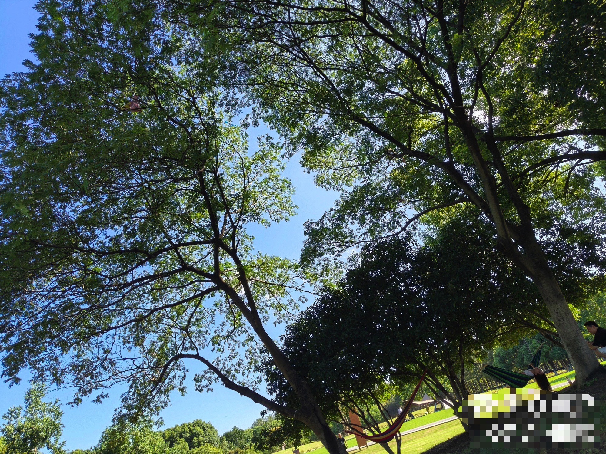 穆湖森林公园旅行图片 3