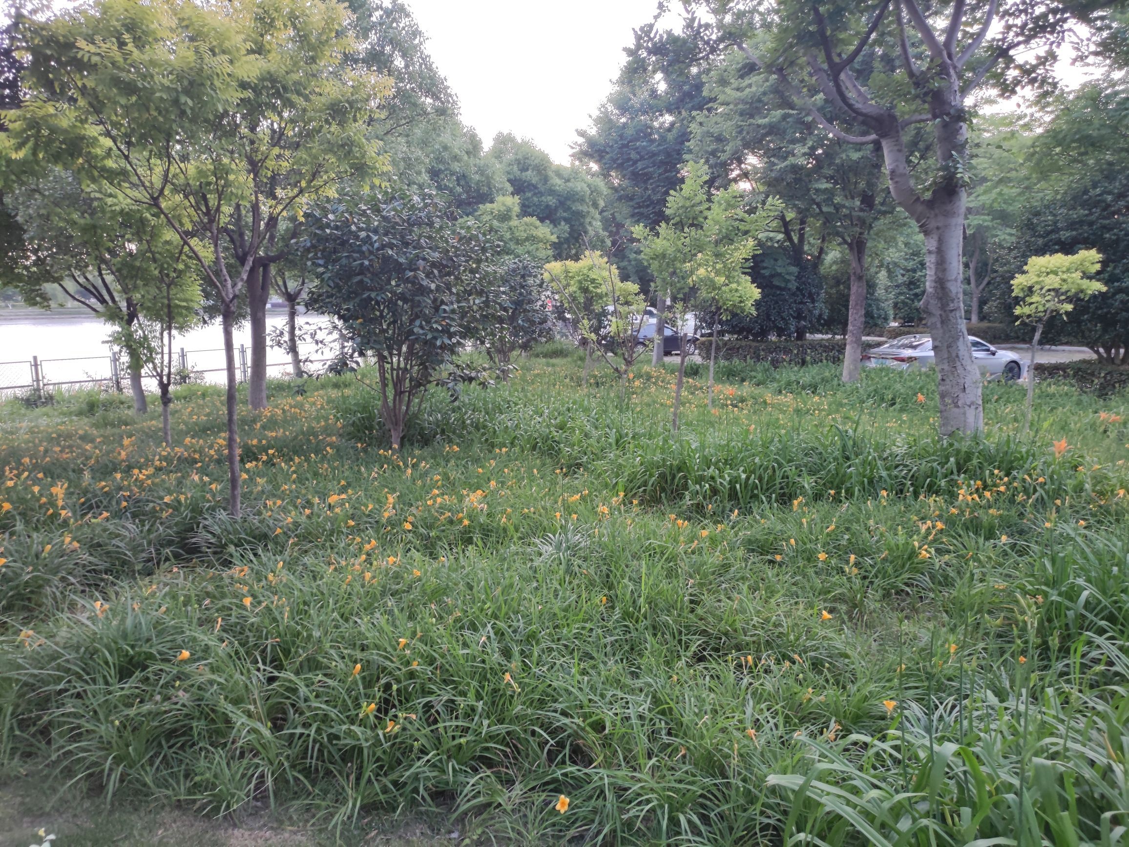 穆湖森林公园旅行图片 3