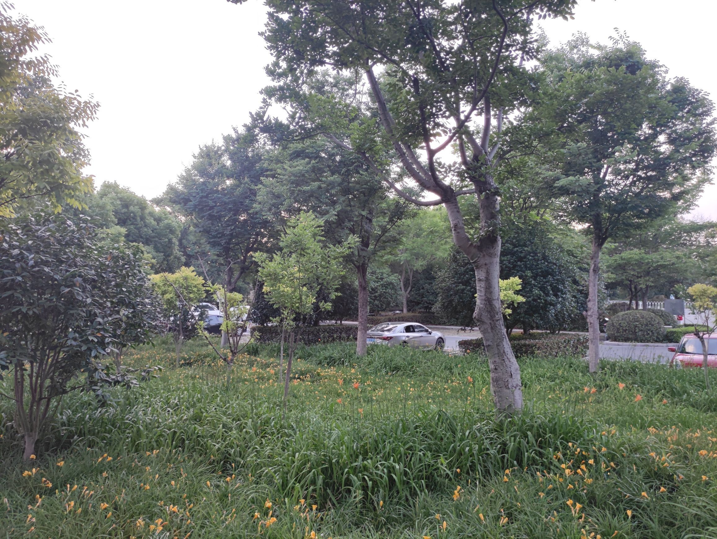 穆湖森林公园旅行图片 2