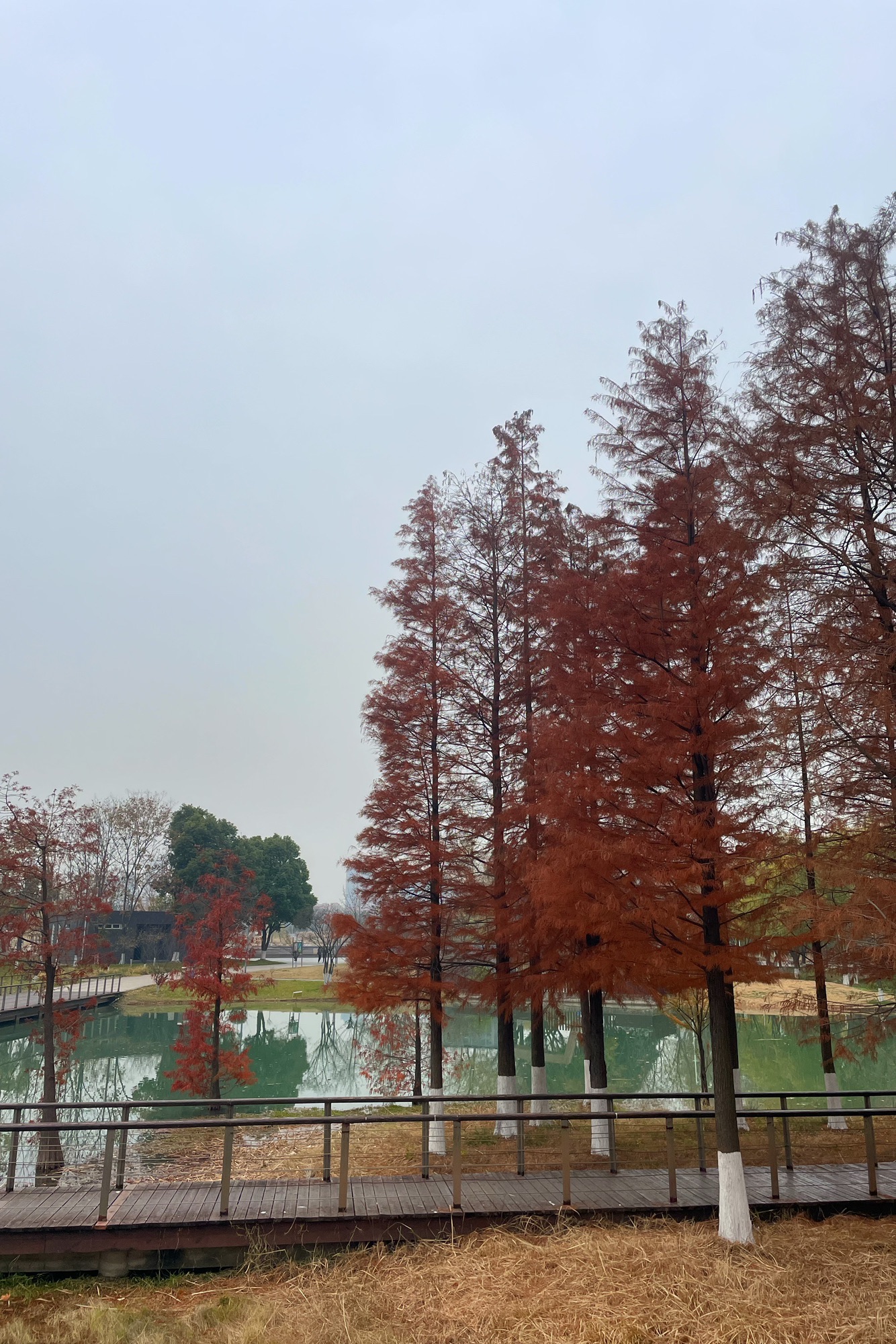 江宁(杨家圩)市民公园旅行图片 1