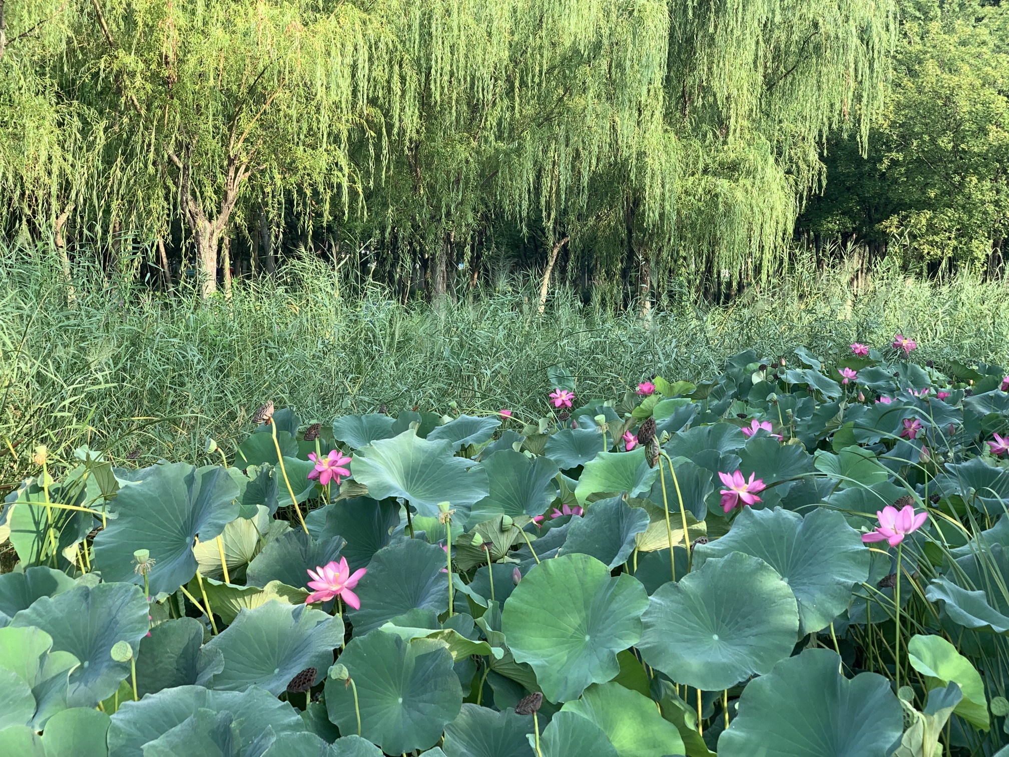 黄县林苑旅行图片 1