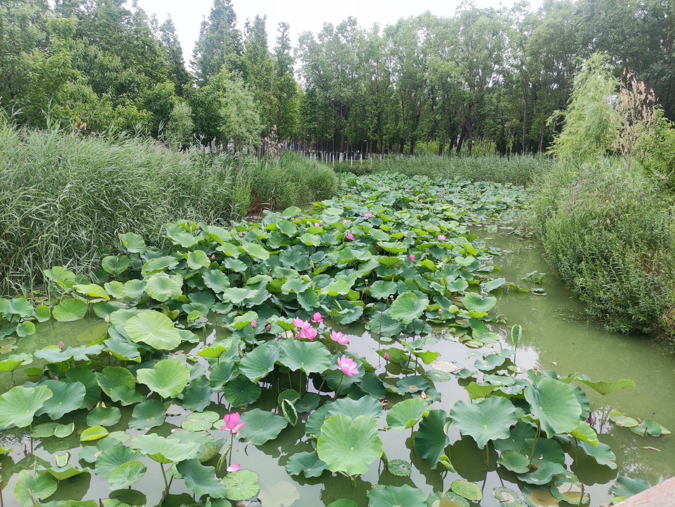黄县林苑旅行图片 3