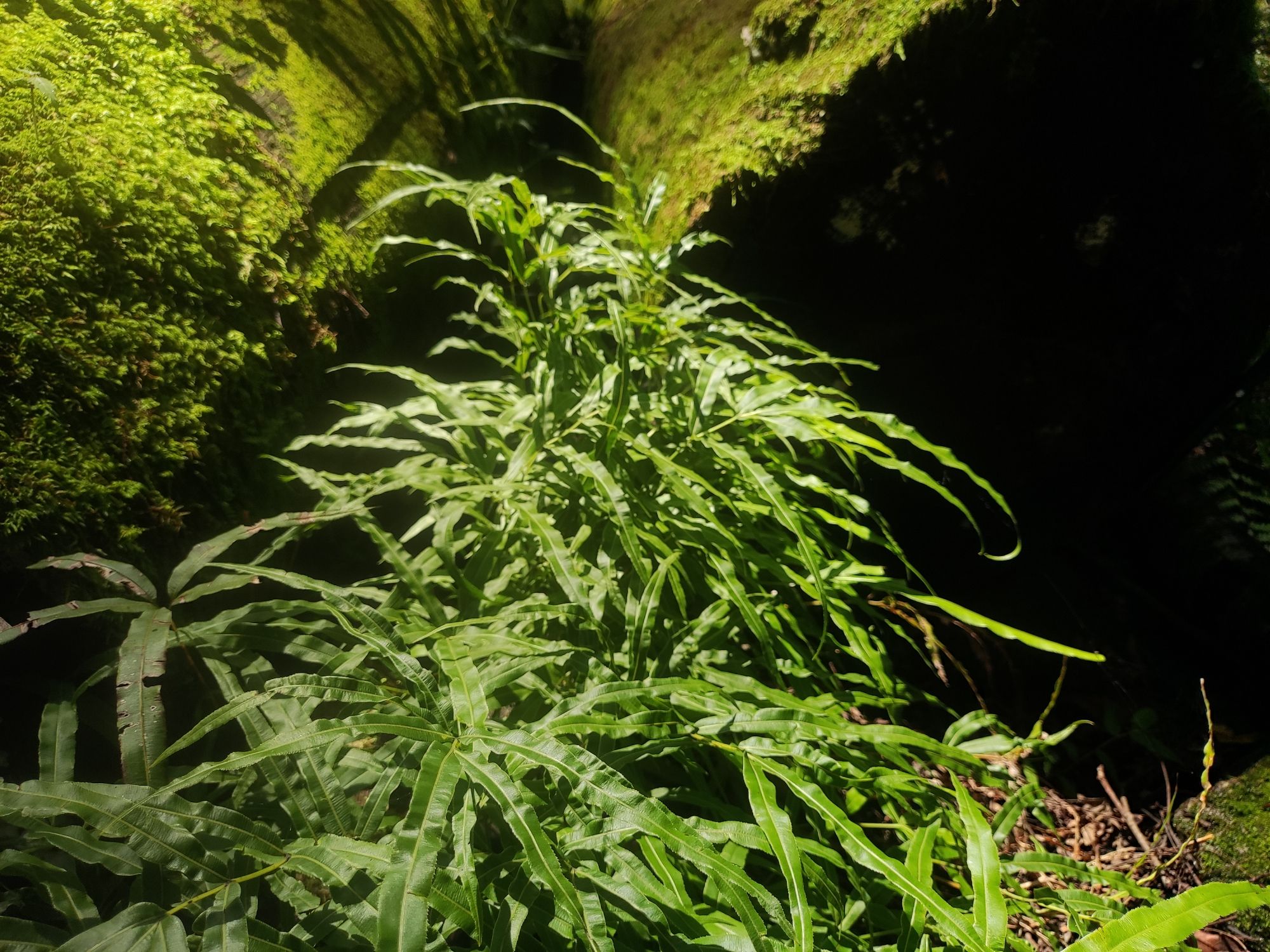德昌黑龙潭旅行图片 3