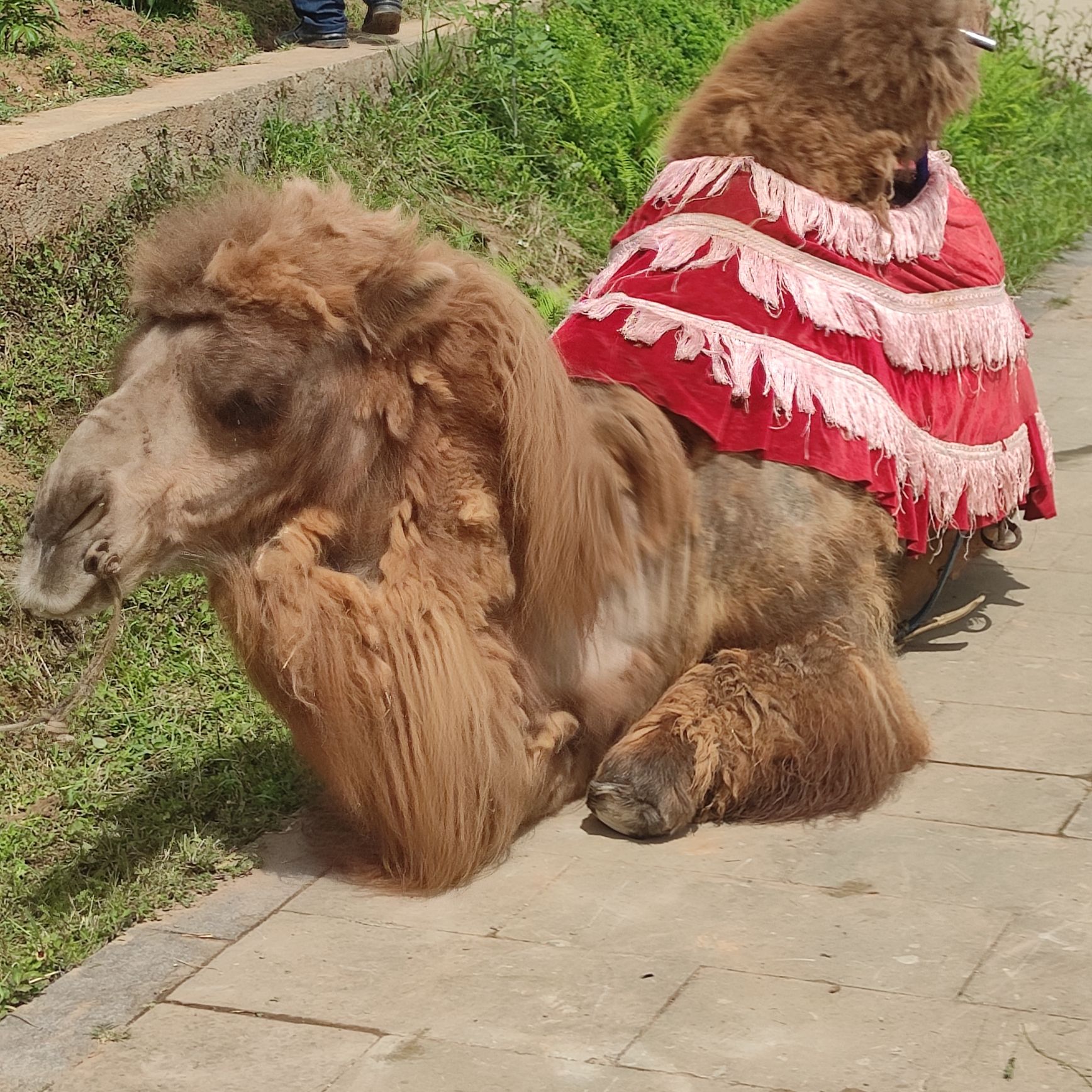 中江芍药谷旅行图片 3