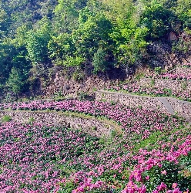中江芍药谷旅行图片 3