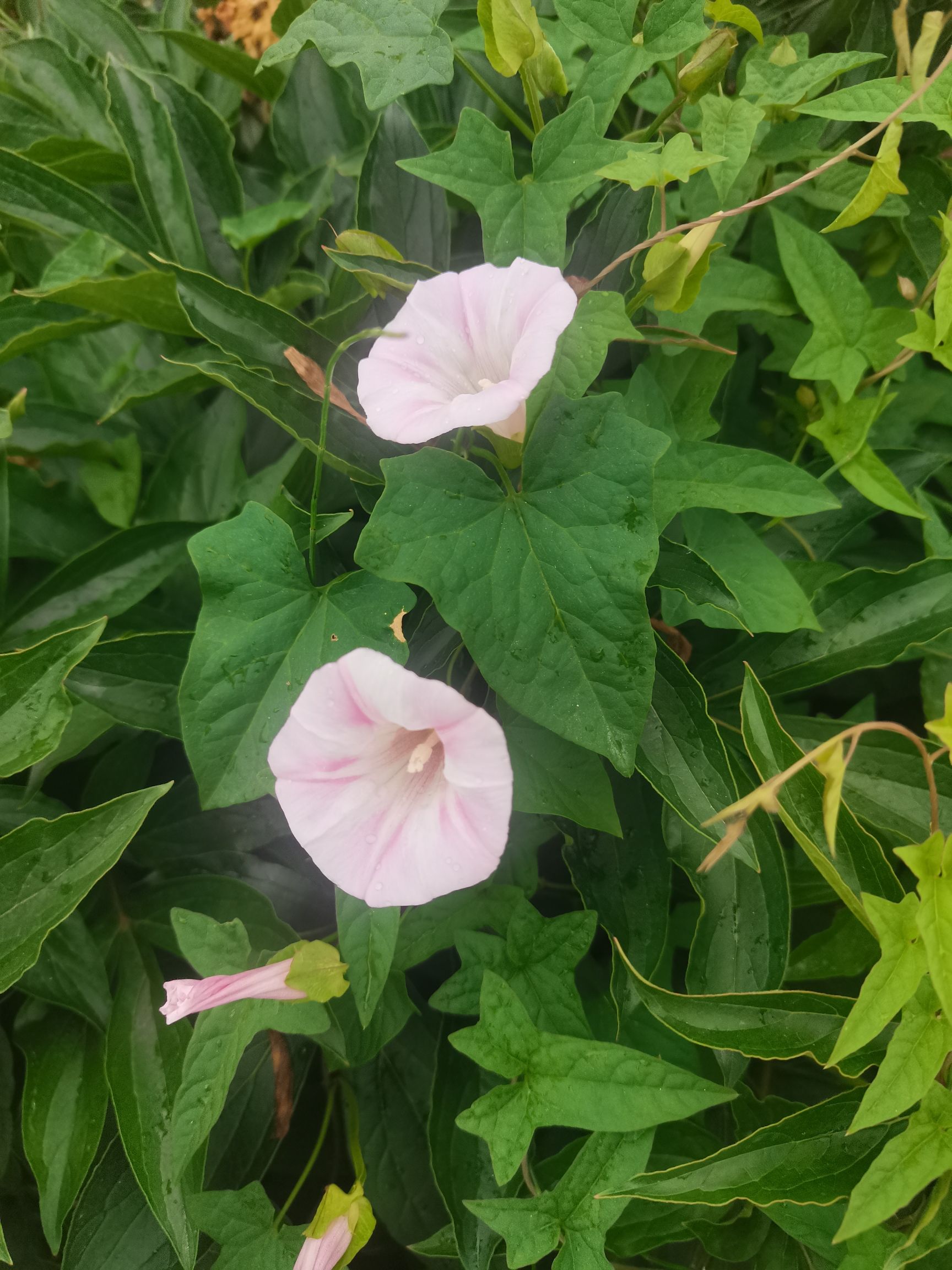中江芍药谷旅行图片 3