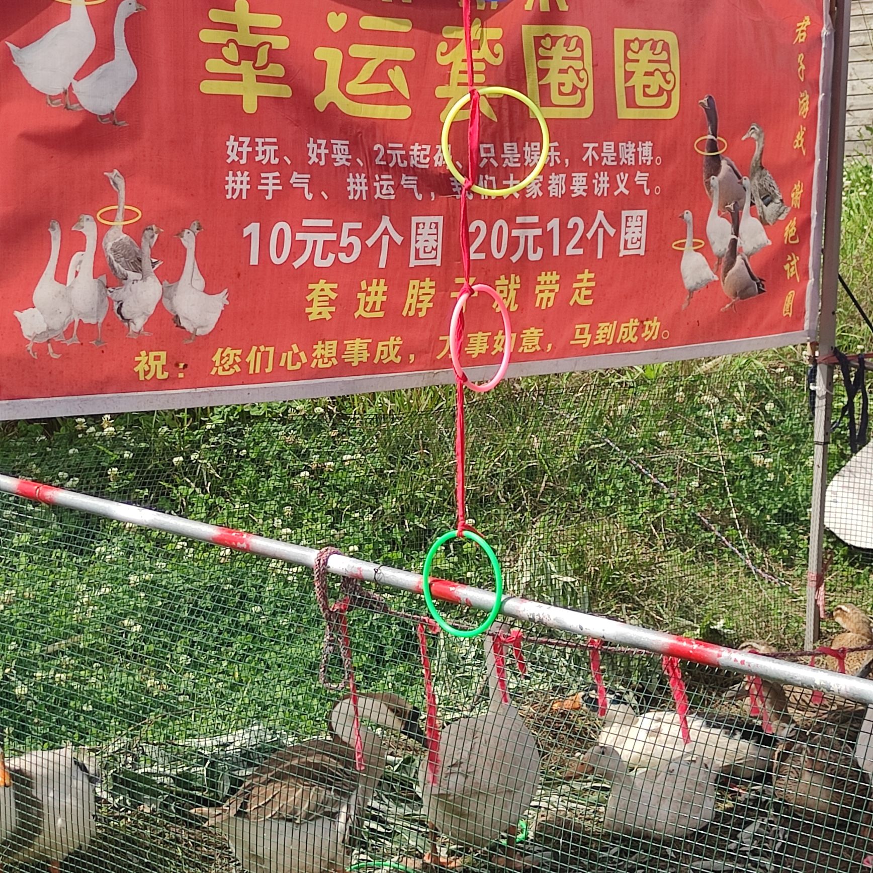 中江芍药谷旅行图片 2