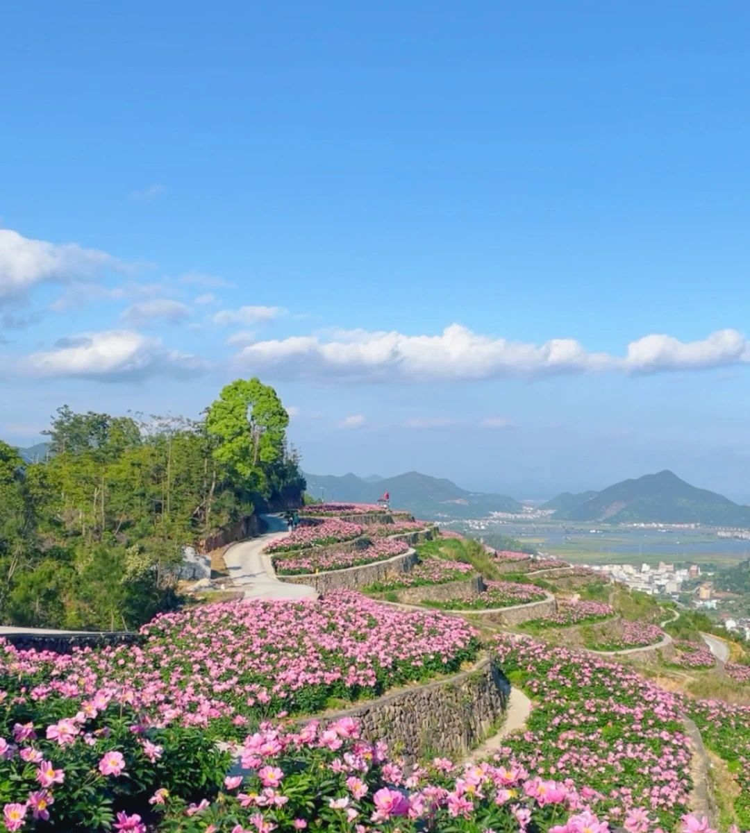 中江芍药谷旅行图片 1