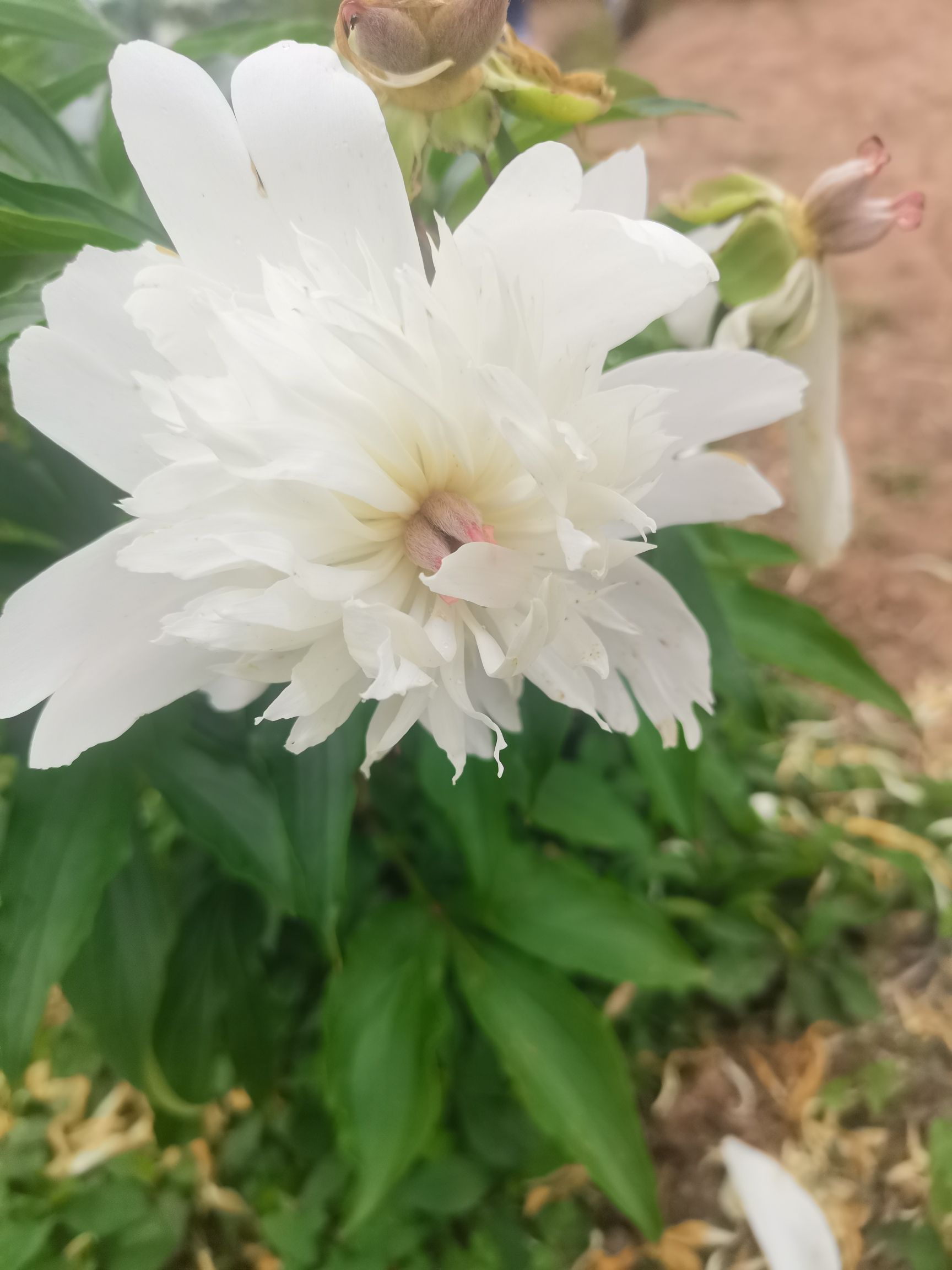 中江芍药谷旅行图片 2