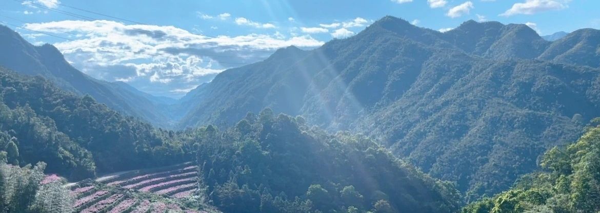 中江芍药谷旅行图片 2