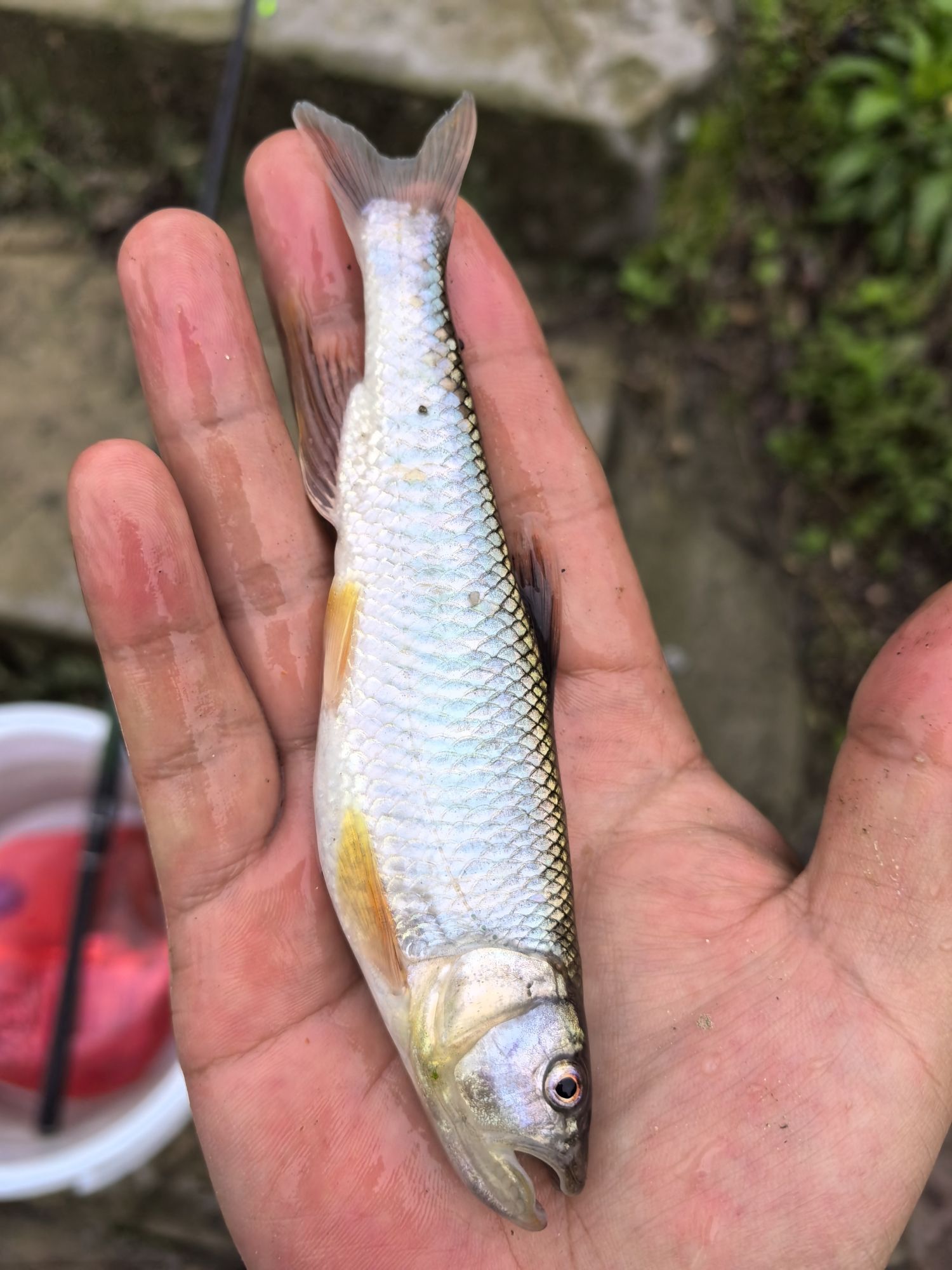 九仙温泉度假村旅行图片 2