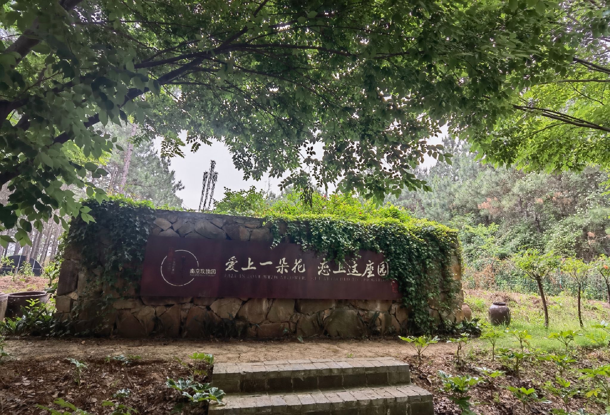 南京玫瑰园旅行图片 3