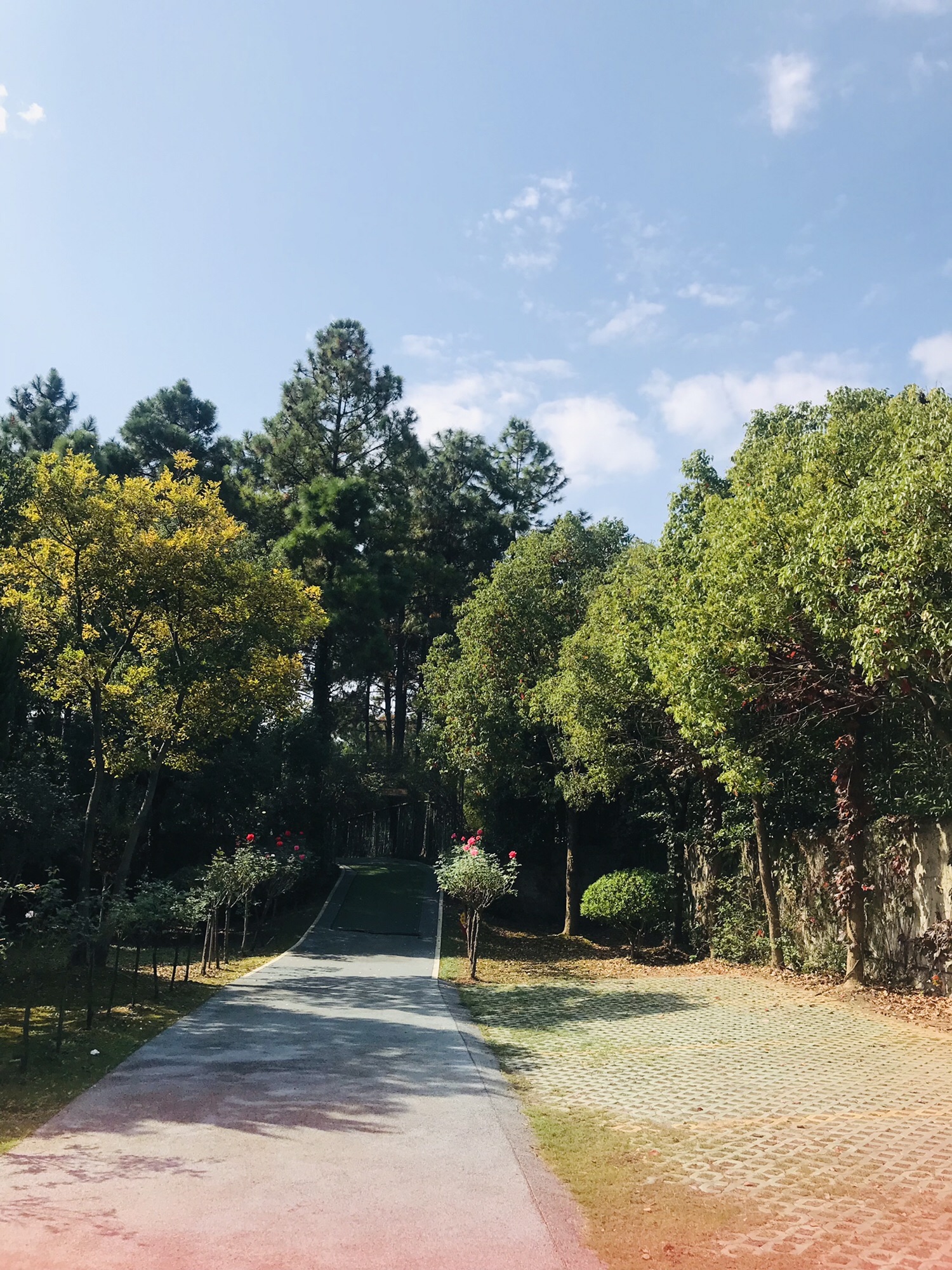 南京玫瑰园旅行图片 3