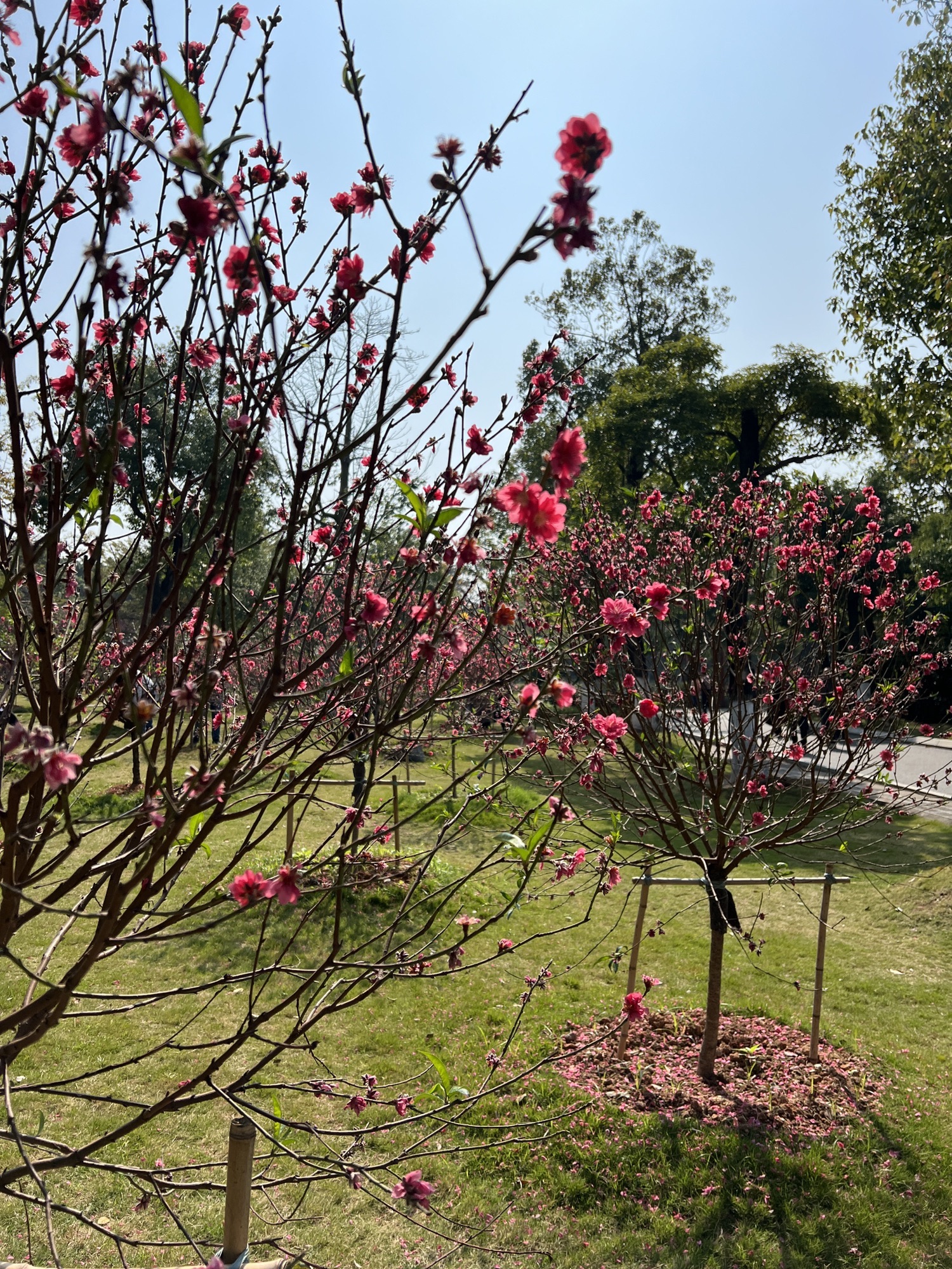 孝德湖公园旅行图片 2
