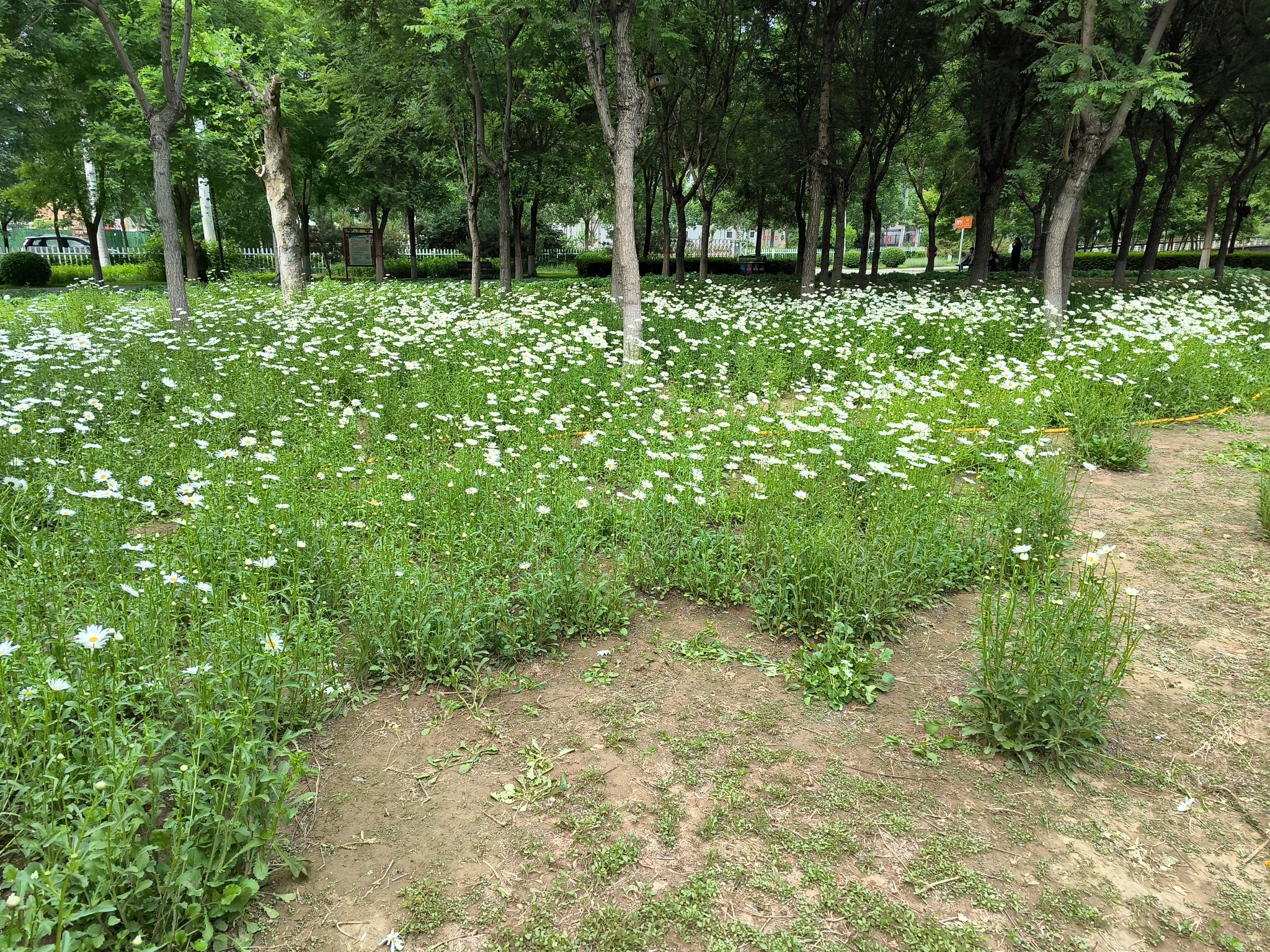 深州东山植物园旅行图片 2
