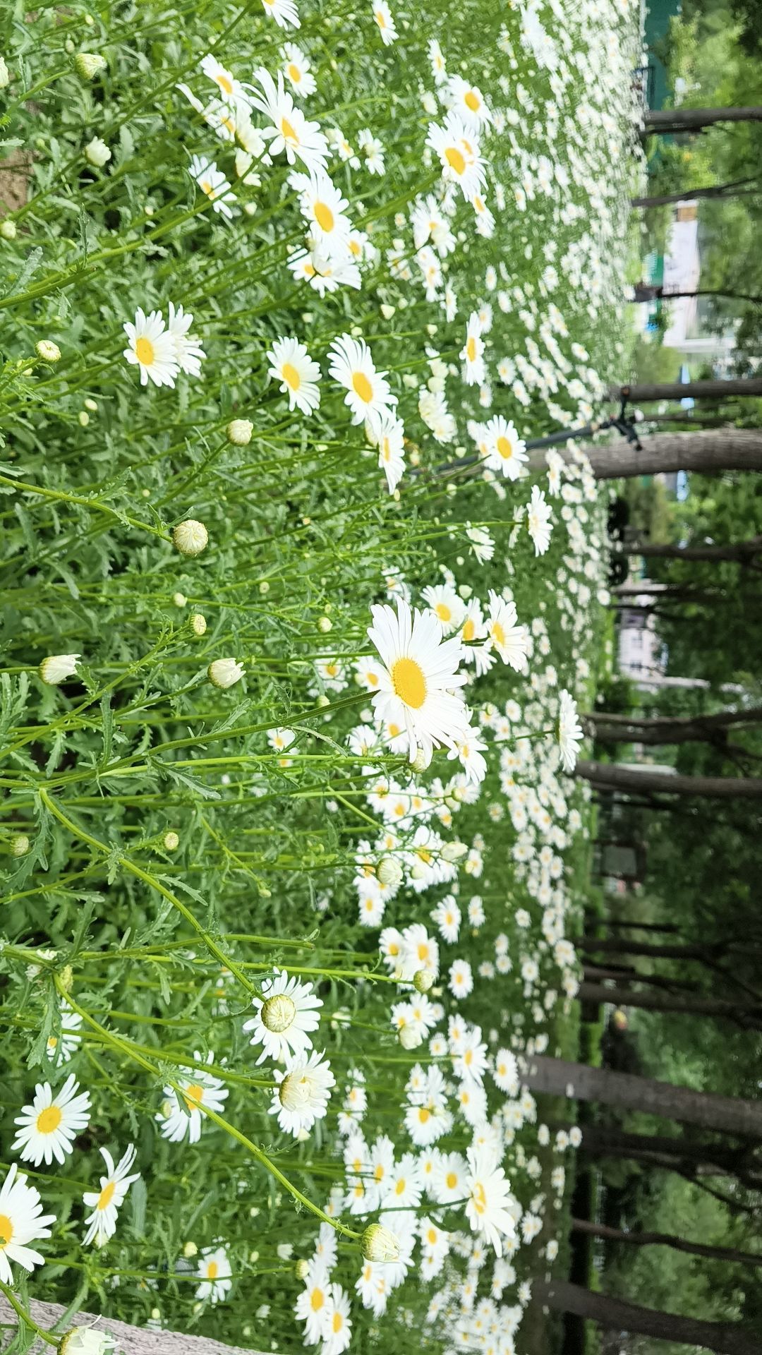 深州东山植物园旅行图片 3