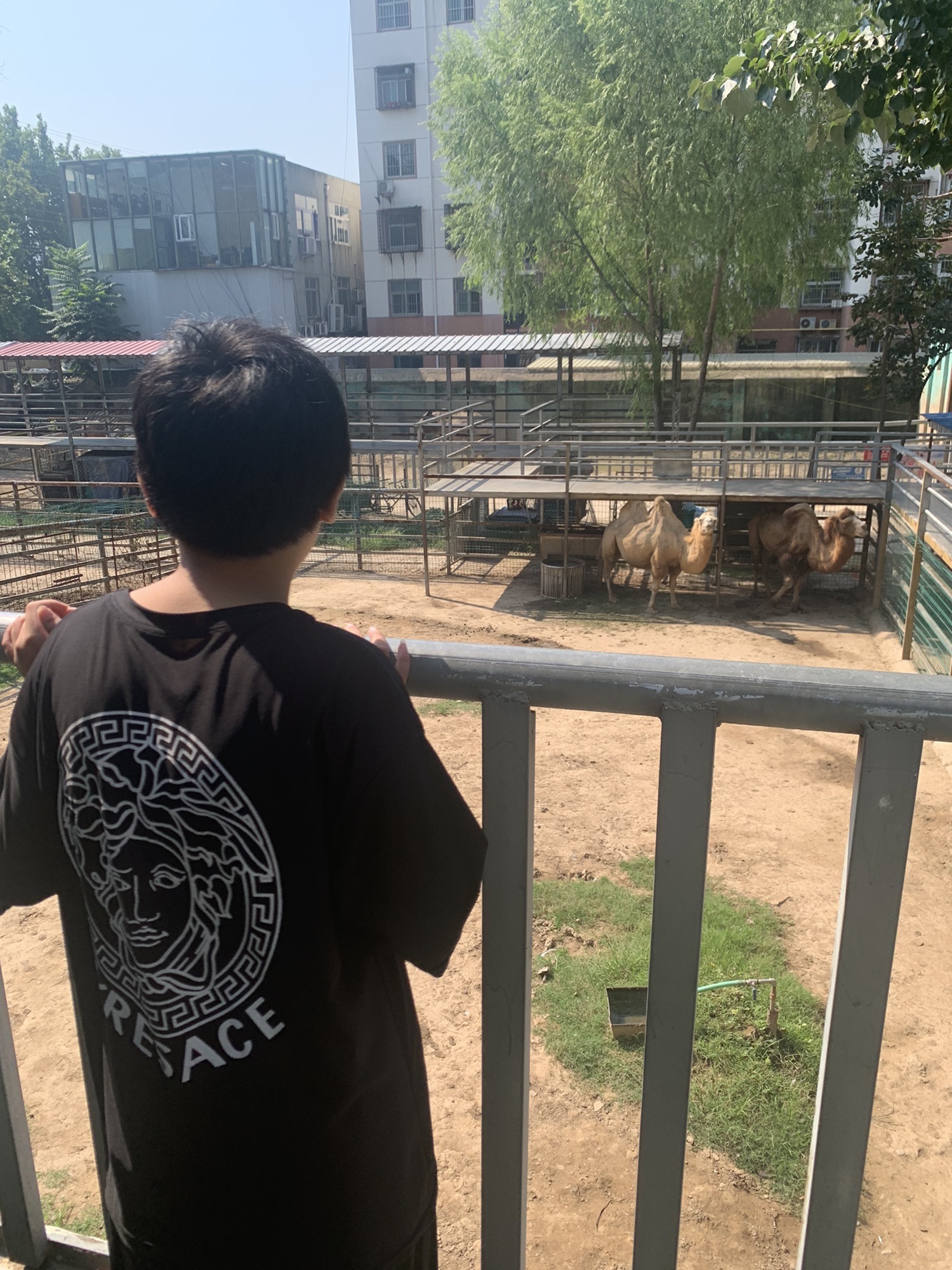 中心动物园旅行图片 3