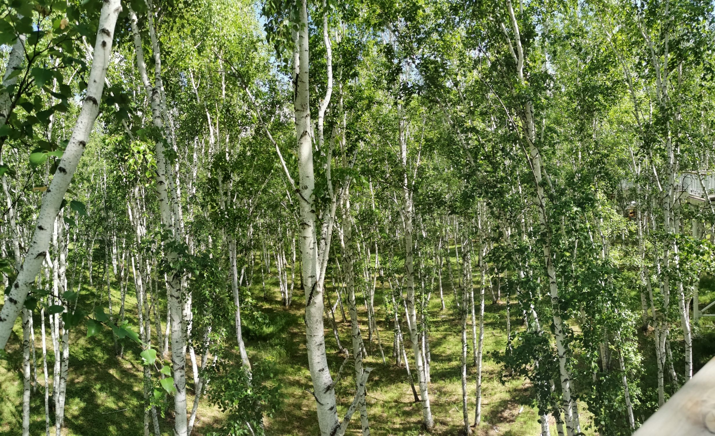 白桦林景区旅行图片 1